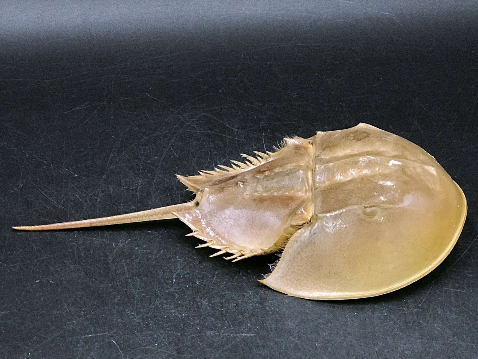Seashell, Ocean, Beach, Natural, Decor, Collectible,: Horseshoe crab exoskeleton