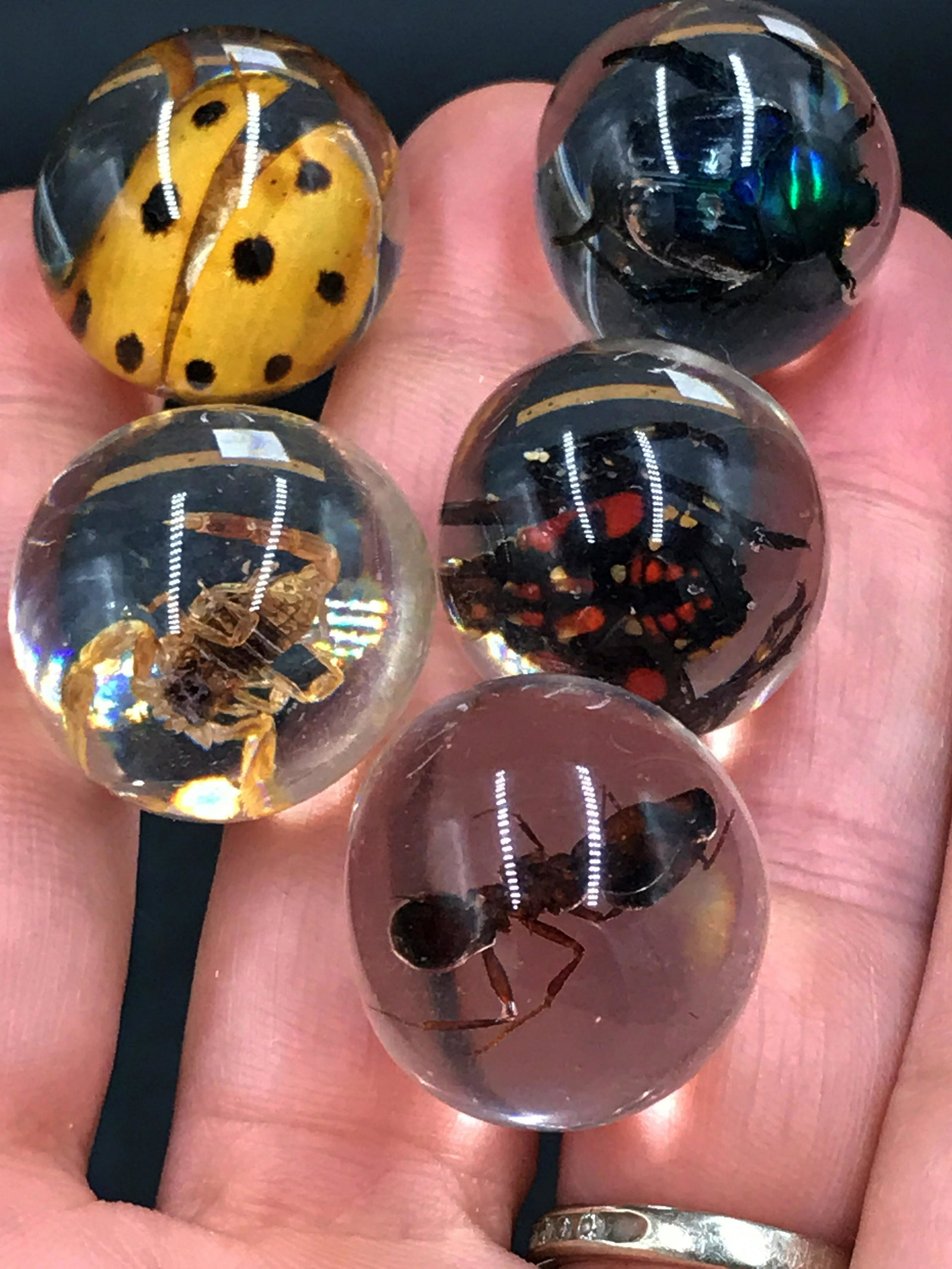Marble, Toy, Collectible, Insect: Acrylic marbles with insect inclusions. Set of 5