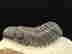 item-96572049=3