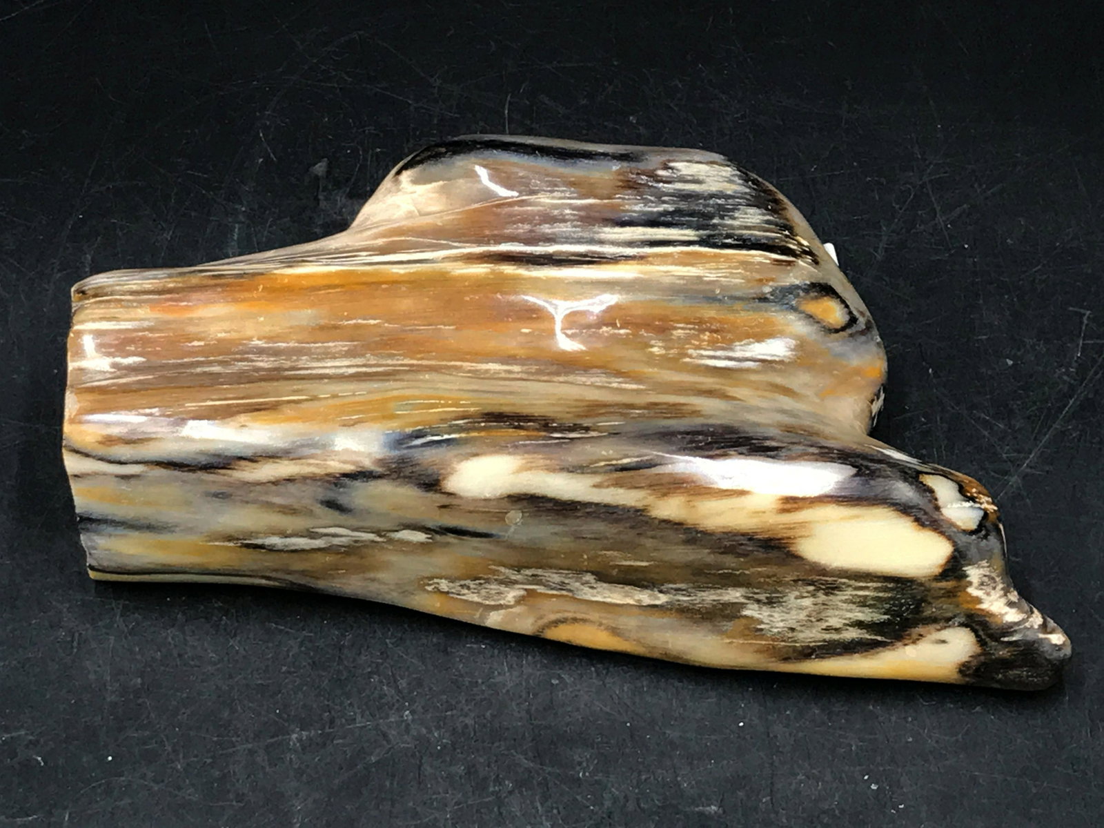 Rock, Crystal, Natural, Decor, Collectible,: Polished petrified wood freeform. 1lb 14oz Indonesia, 10 million years old