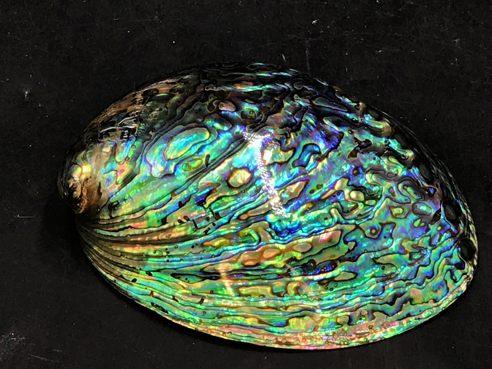 Seashell, Ocean, Beach, Natural, Decor, Collectible,: Paua abalone shell