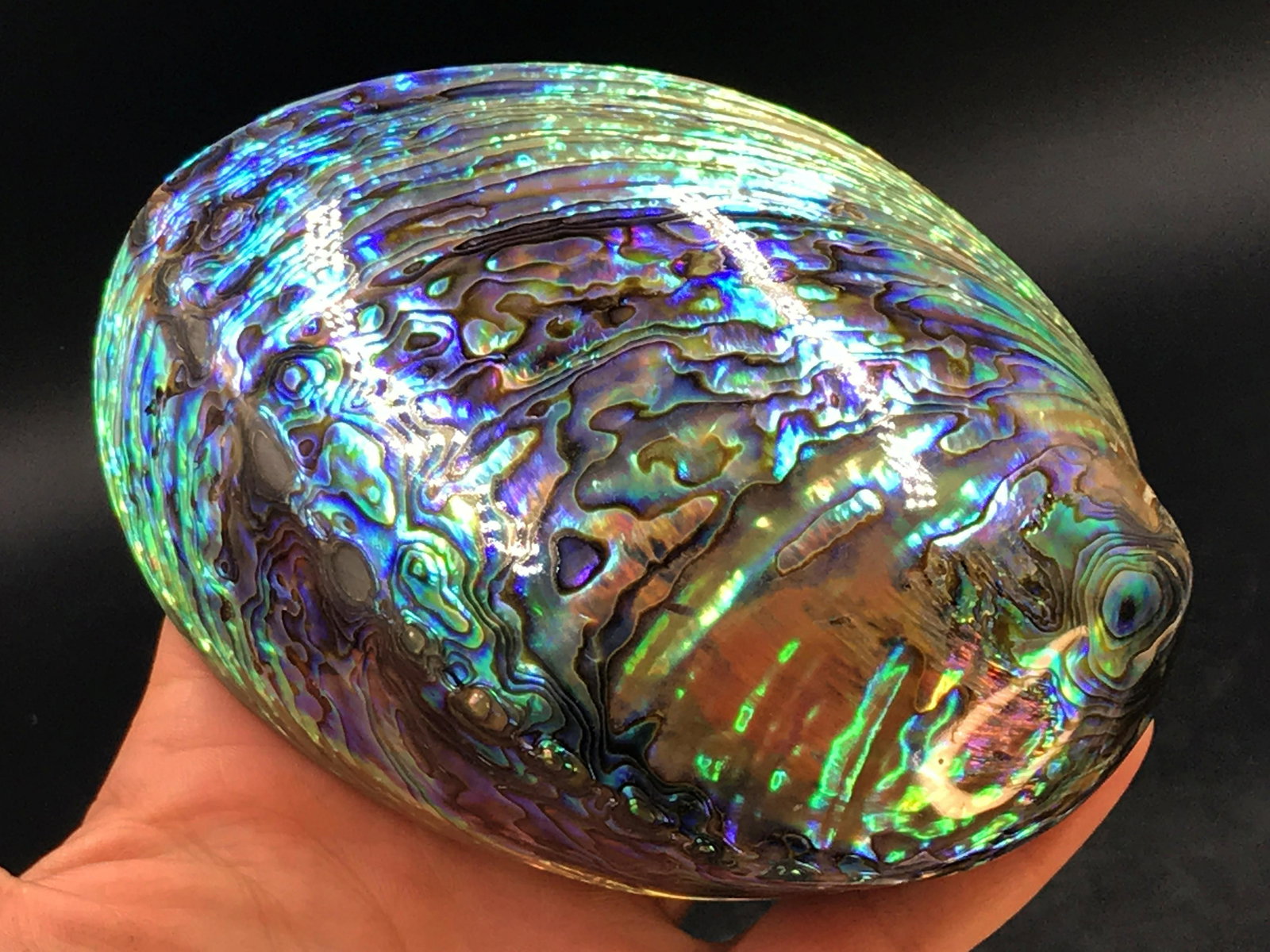 Seashell, Ocean, Beach, Natural, Decor, Collectible,: Abalone shell