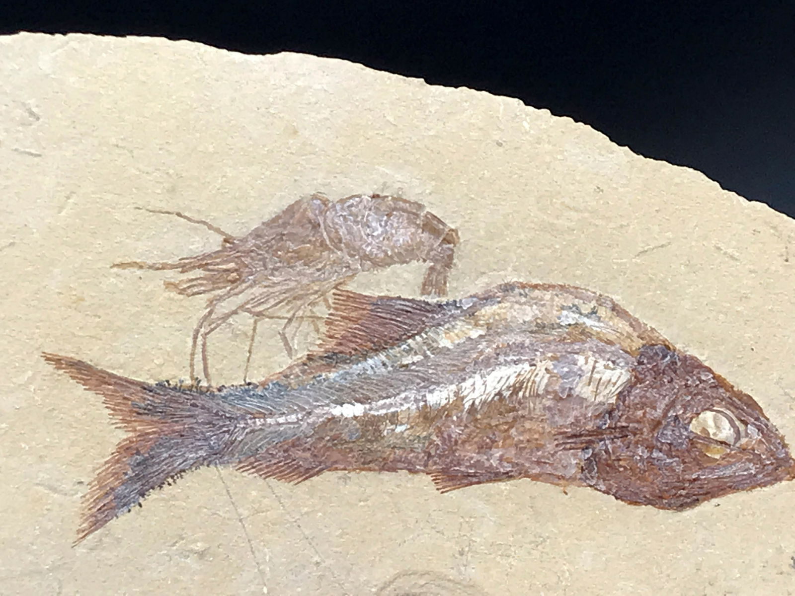 Shrimp, Fossil, Rock, Natural, Decor, Collectible, (1 of 4)