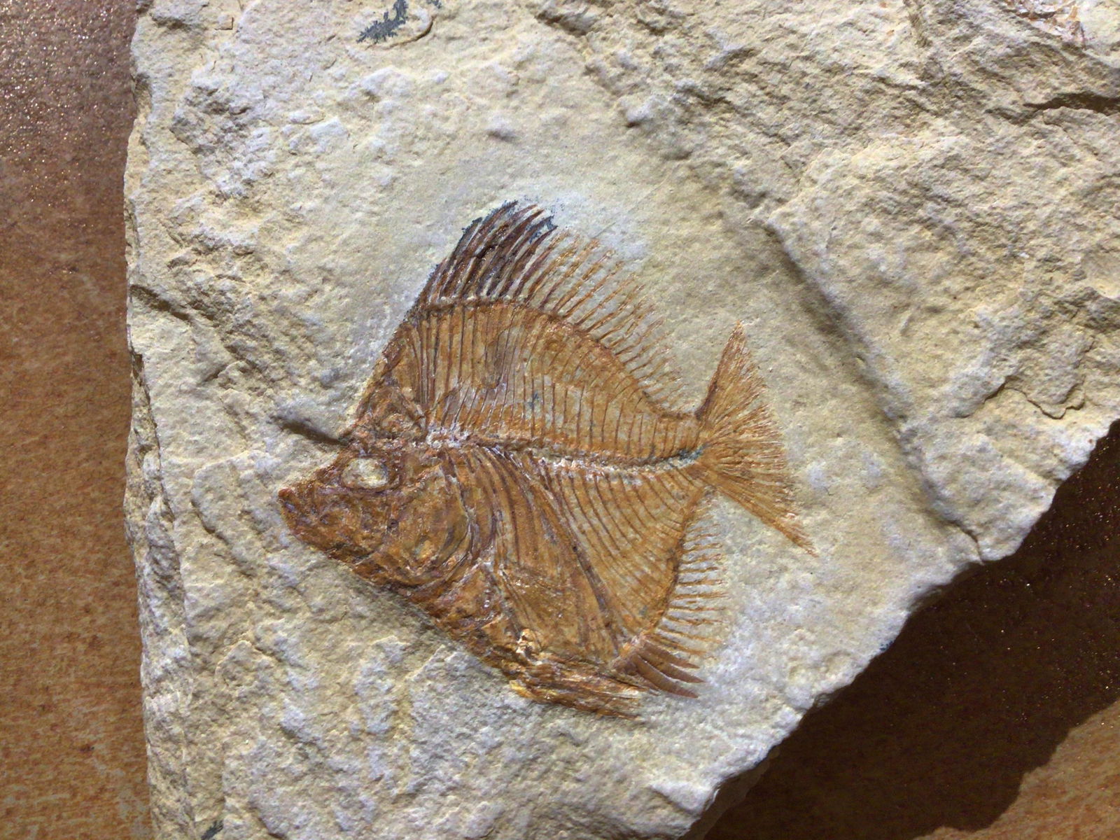 Fish, Fossil, Rock, Natural, Decor, Collectible, (1 of 5)