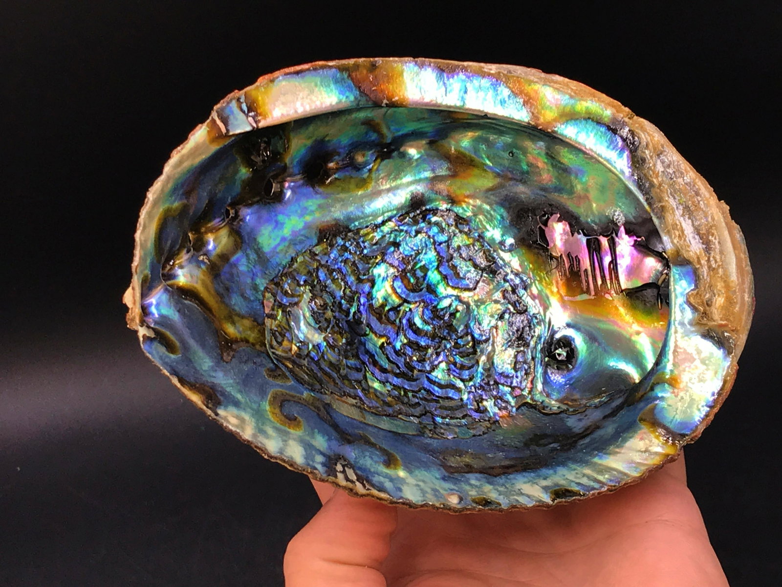 Seashell, Ocean, Beach, Natural, Decor, Collectible,: Green abalone shell