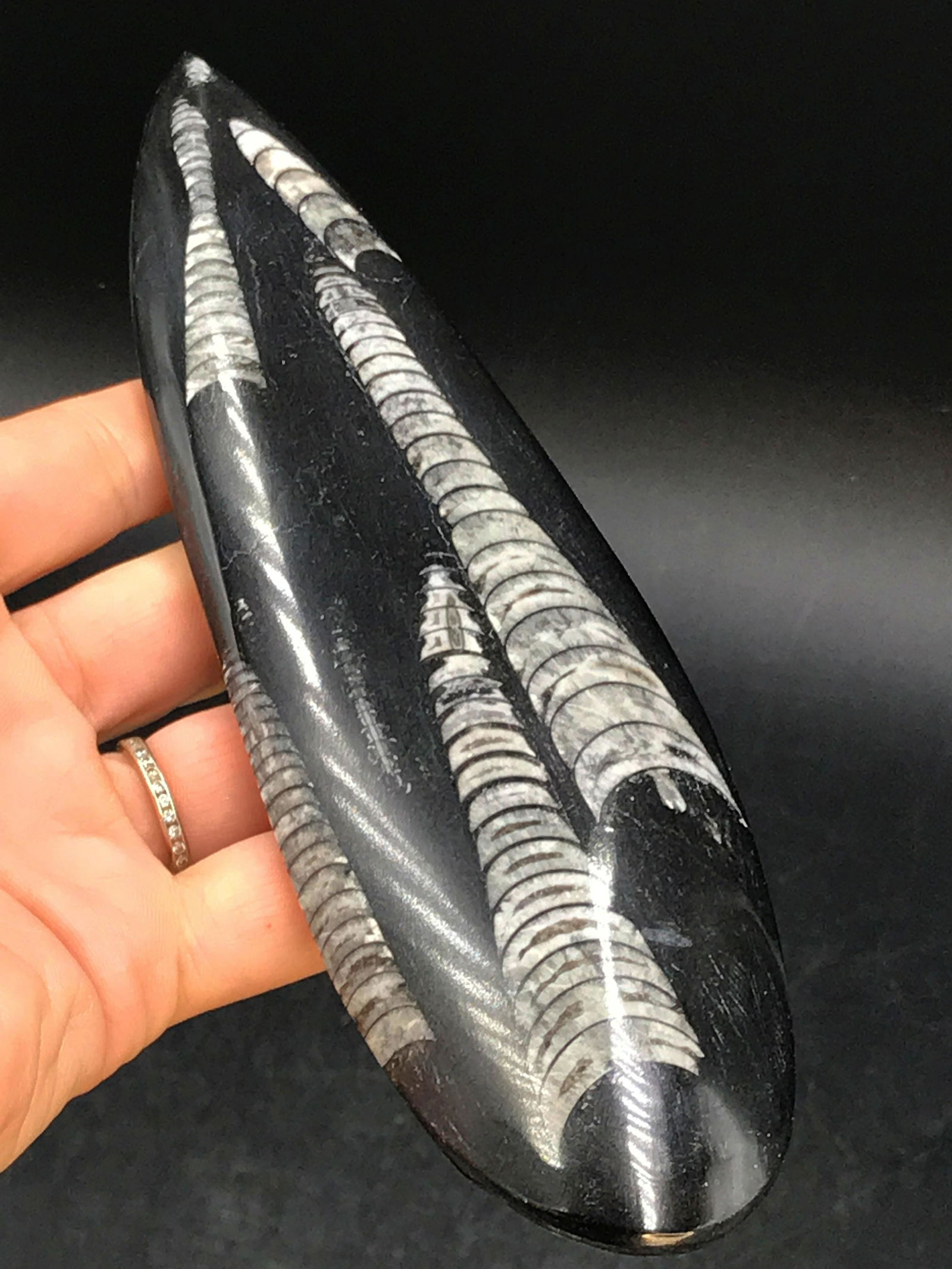 Orthoceras, Rock, Fossil, Natural, Collectible, Decor (1 of 5)