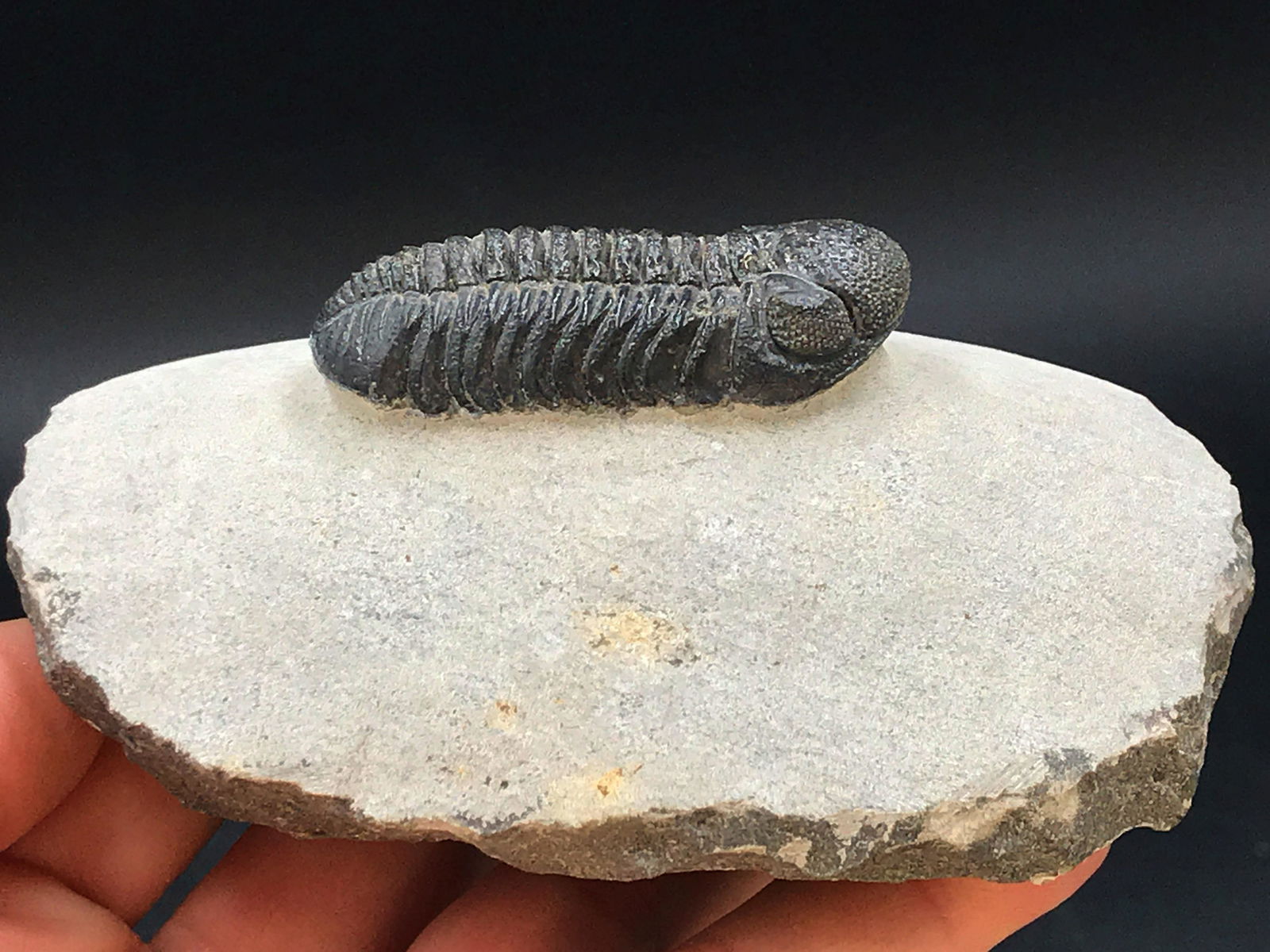 Trilobite, Fossil, Rock, Natural, Collectible, Specimen (1 of 4)