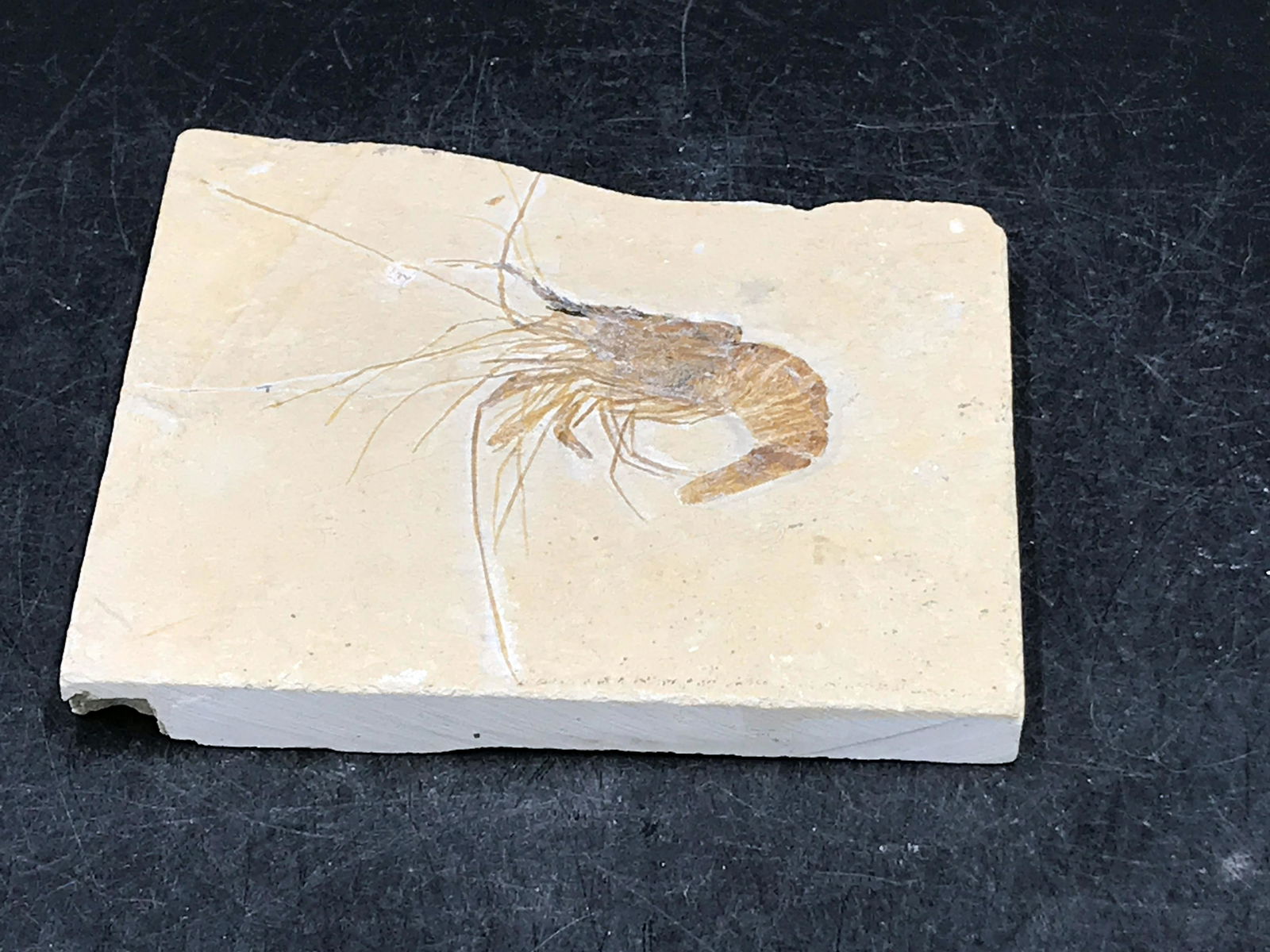 Shrimp, Fossil, Rock, Natural, Decor, Collectible, (1 of 4)