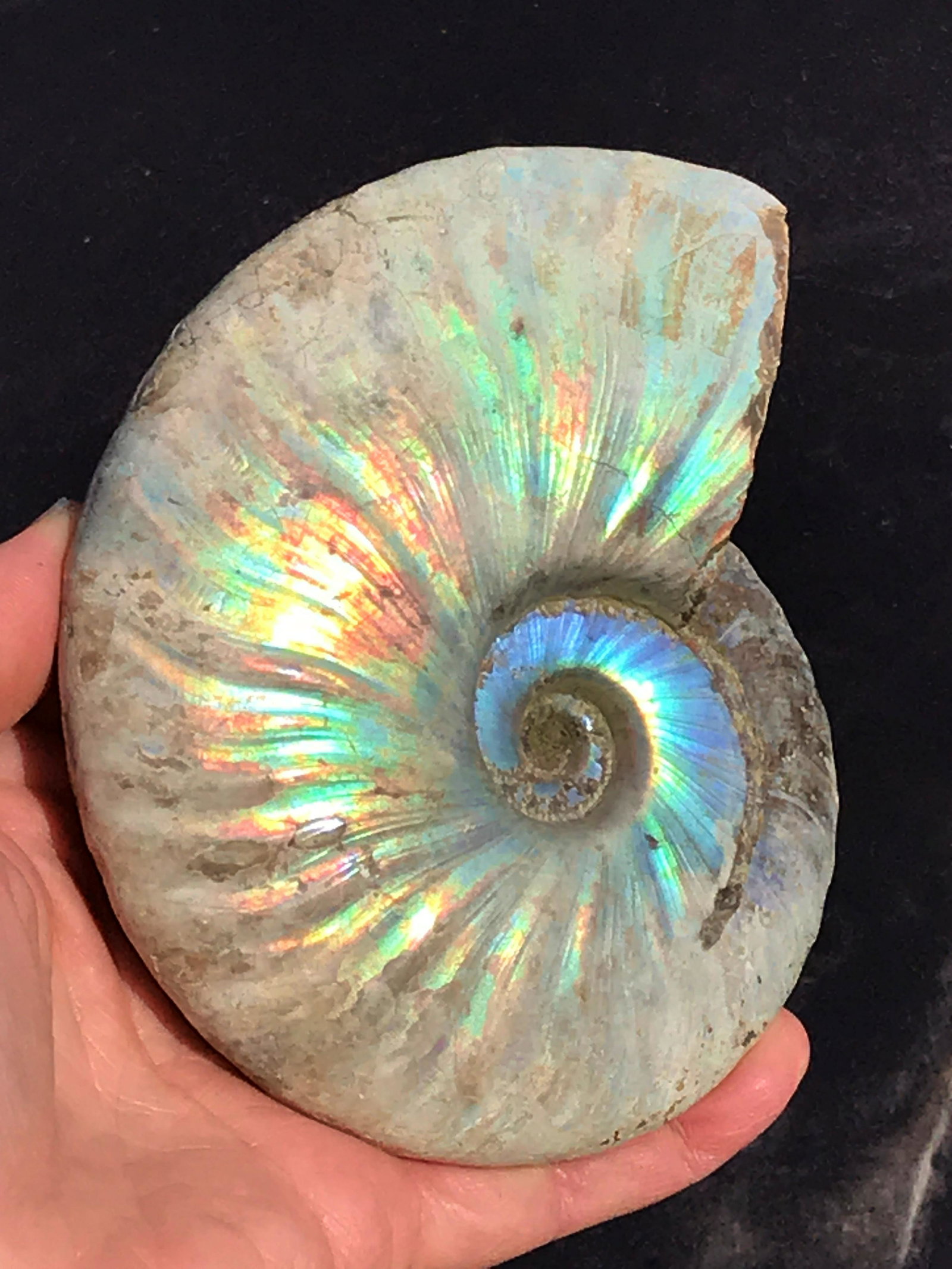 Ammonite, Fossil, Rock, Natural, Collectible, Specimen (1 of 4)
