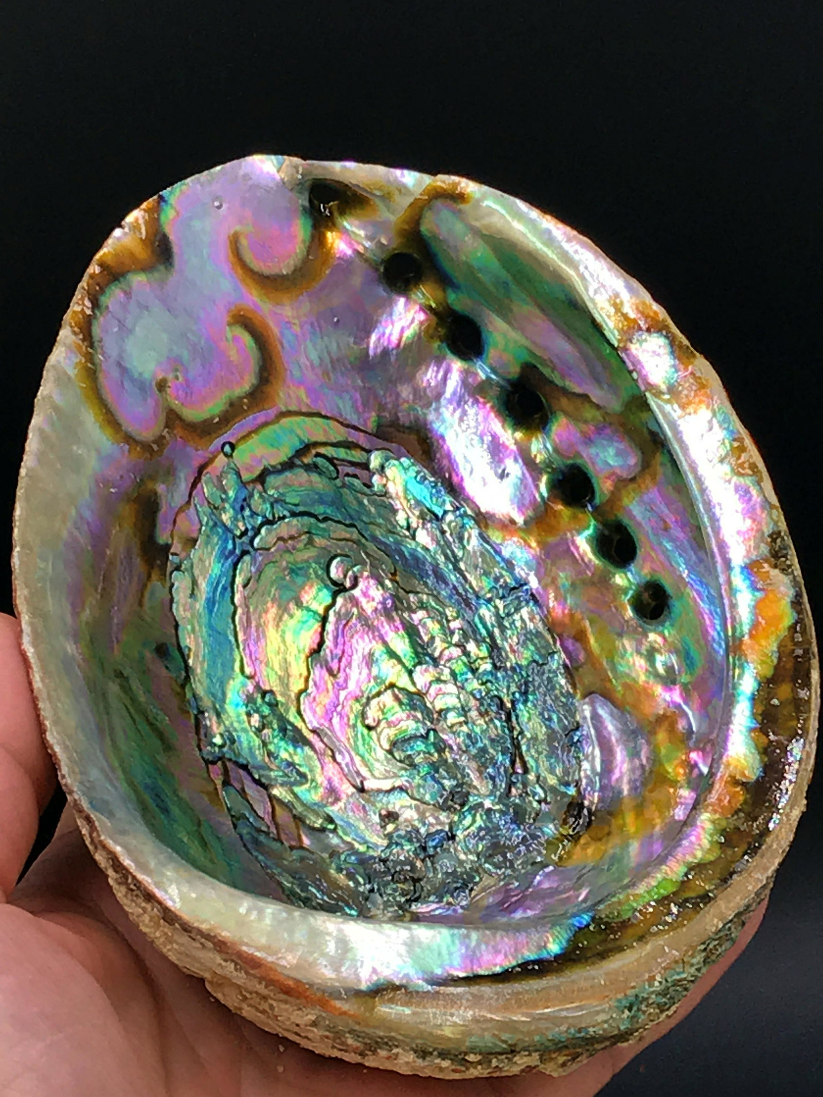 Seashell, Ocean, Beach, Natural, Decor, Collectible,: Green abalone shell.