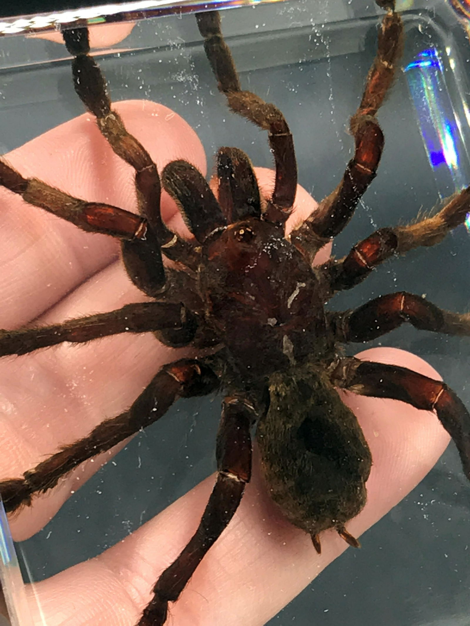 Spider, Natural, Decor, Collectible, Insect (1 of 3)