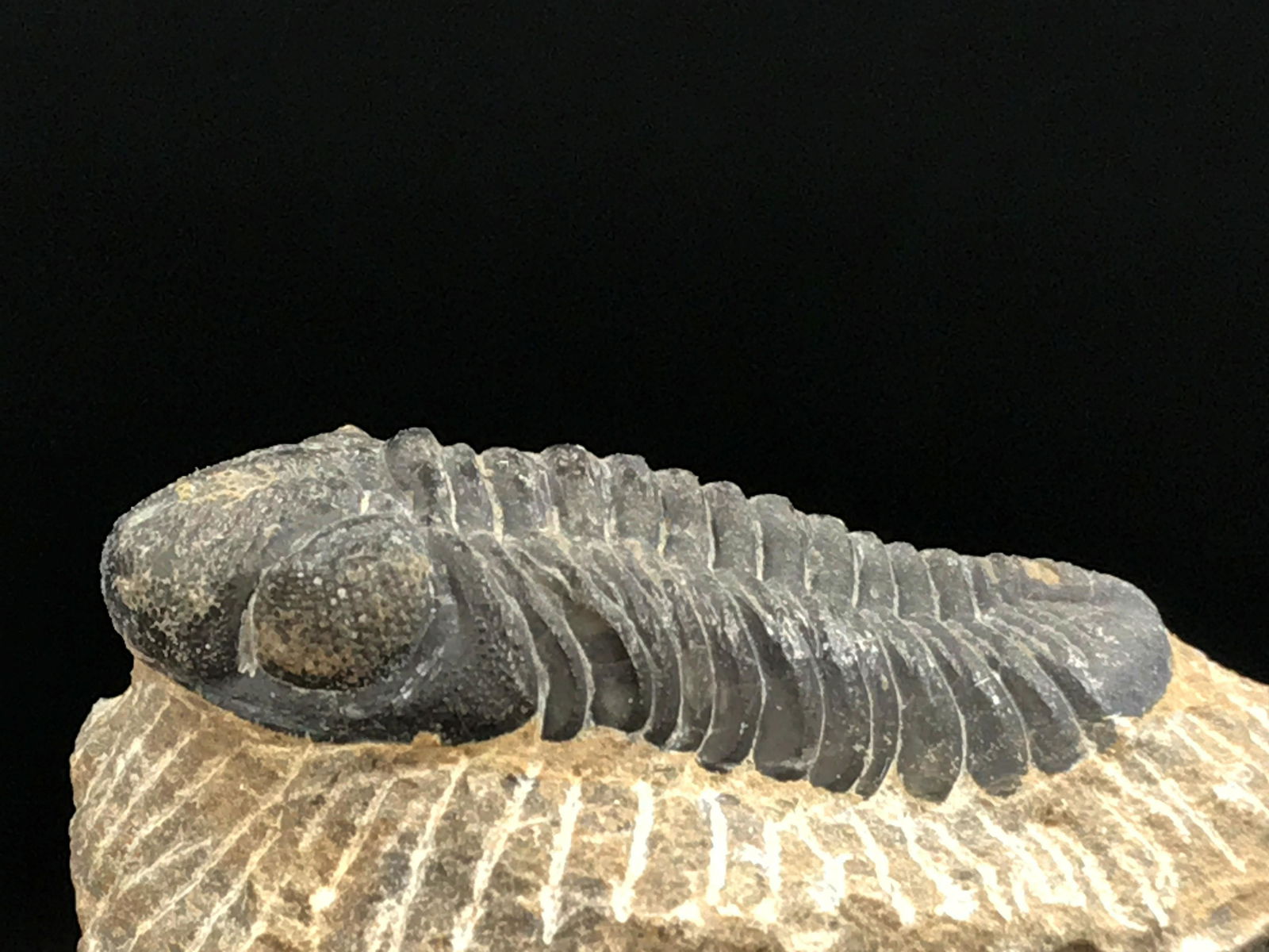 Trilobite, Fossil, Rock, Natural, Collectible, Specimen (1 of 3)