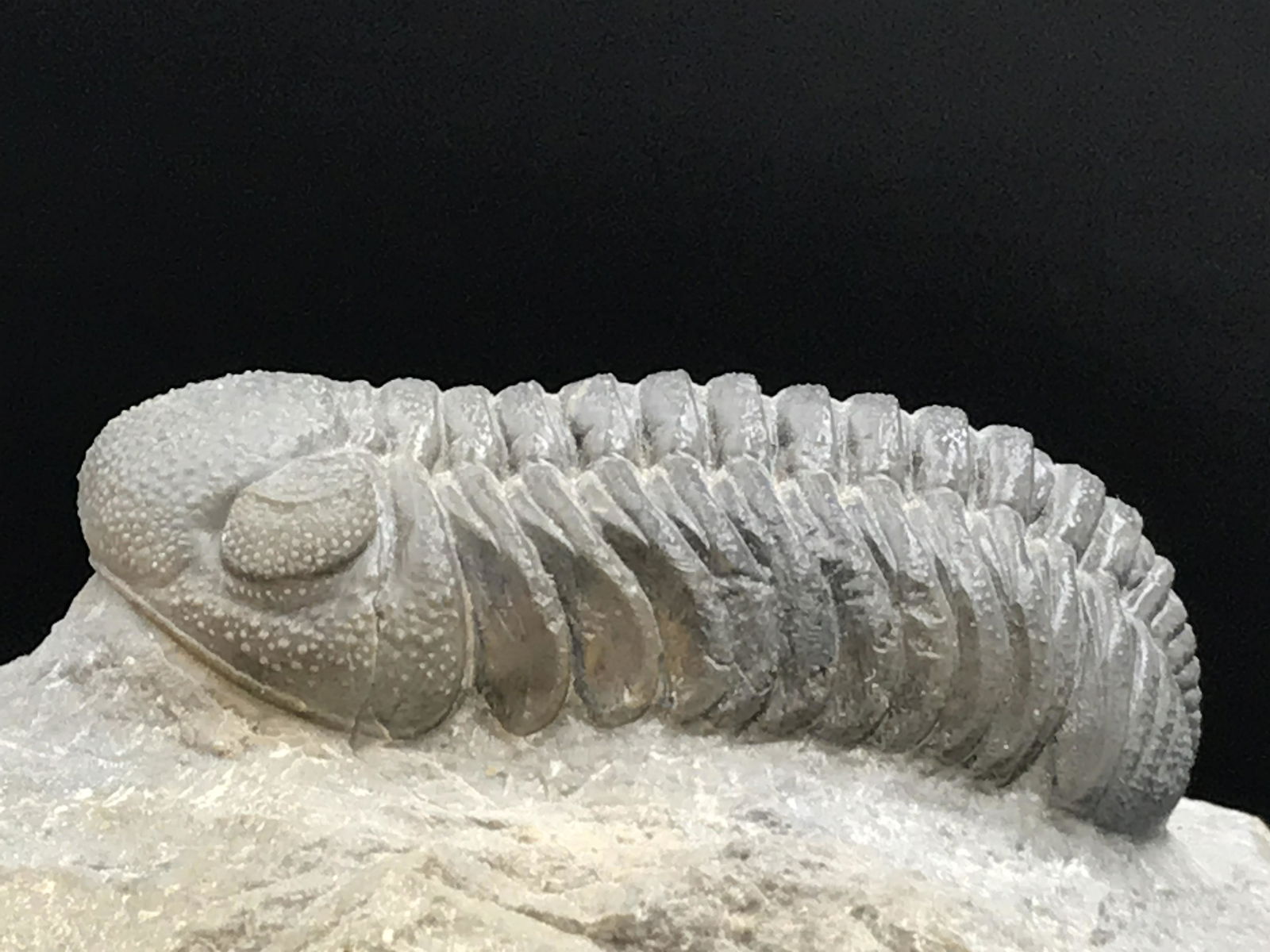 Trilobite, Fossil, Rock, Natural, Collectible, Specimen (1 of 4)
