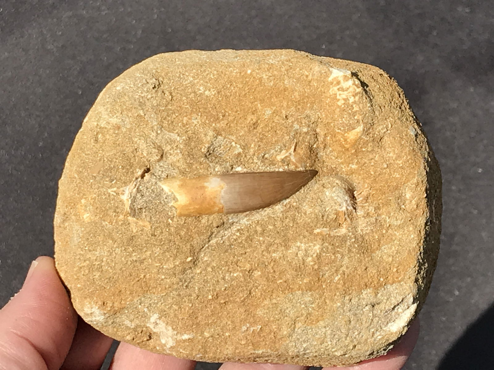 Dinosaur, Fossil, Natural, Collectible, Specimen, (1 of 4)