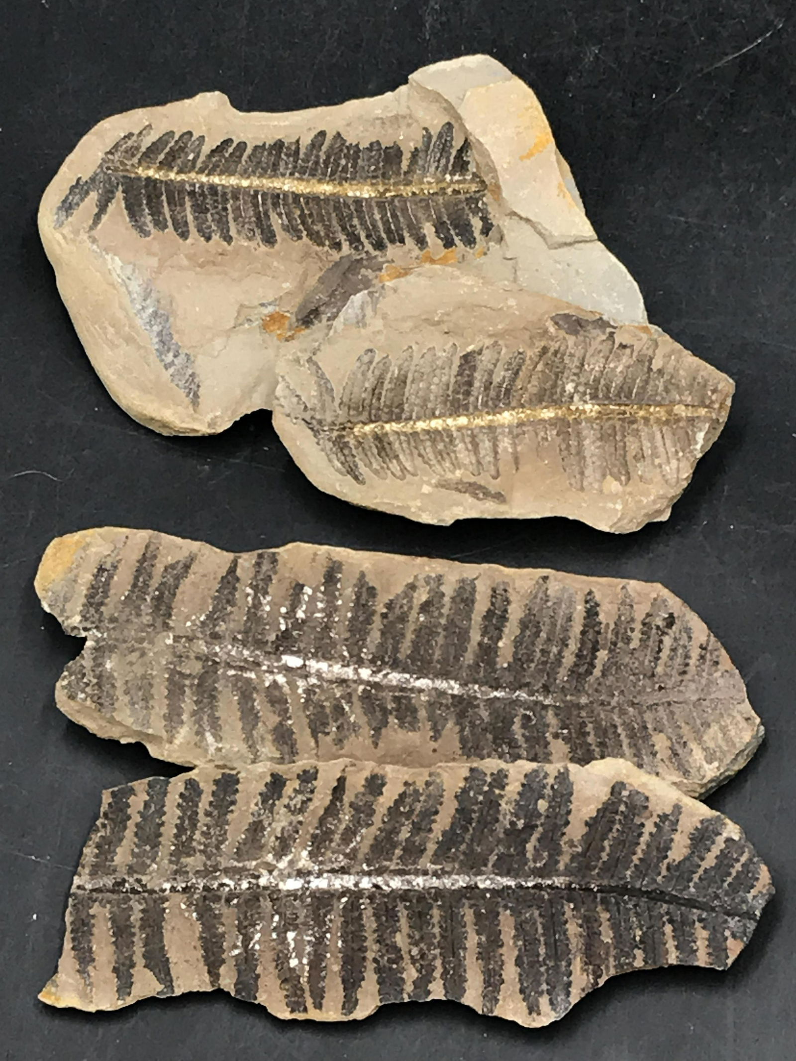 Fern, Fossil, Rock, Natural, Collectible, Specimen, (1 of 4)