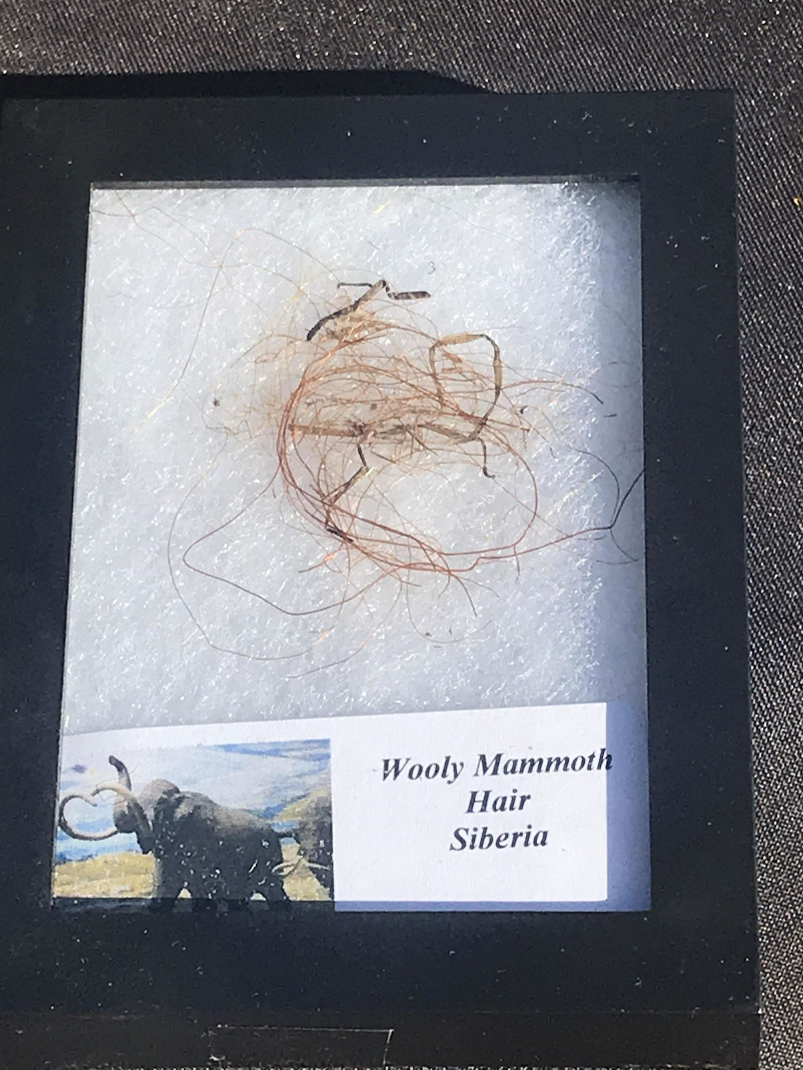 Mammoth, Fossil, Natural, Collectible, Specimen, Hair (1 of 4)