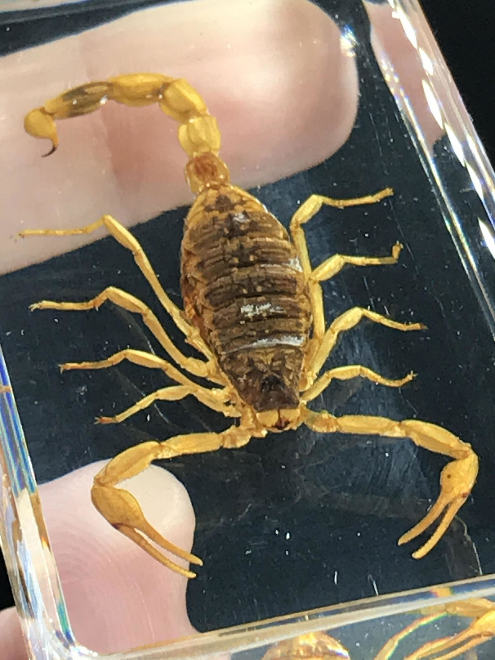 Scorpion, Natural, Decor, Collectible, Specimen (1 of 4)