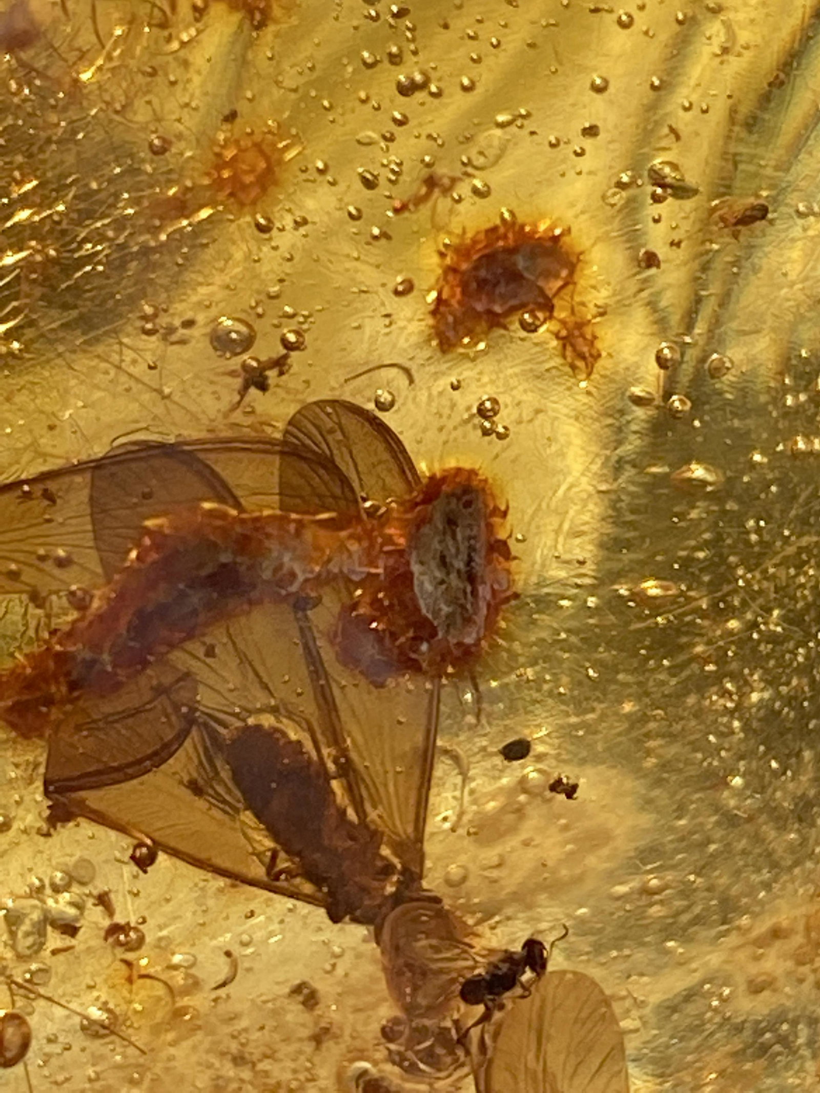 Amber, Fossil, Natural, Collectible, Specimen: Amber: Variety Copal with fossil insects Columbia, S. America 10 - 2 M.Y.O. 71gram