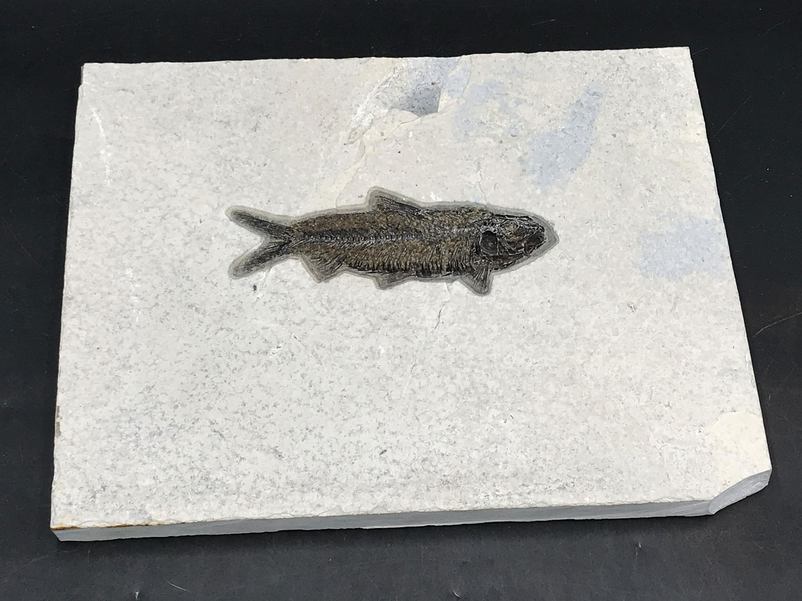 Fish, Fossil, Rock, Natural, Decor, Collectible, (1 of 4)