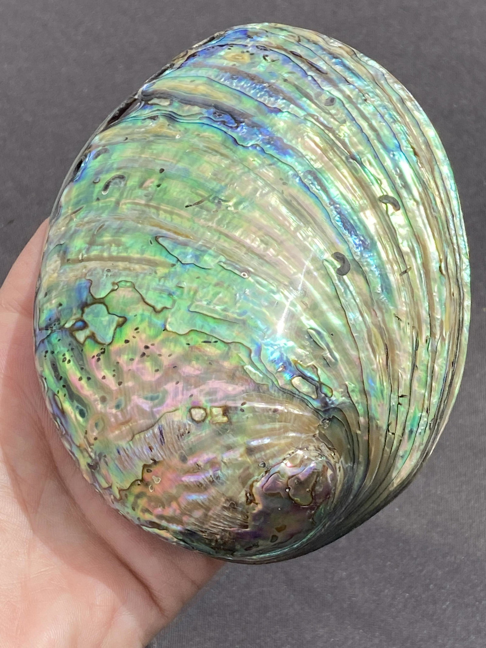 Seashell, Ocean, Beach, Natural, Decor, Collectible,: Paua Abalone New Zealand