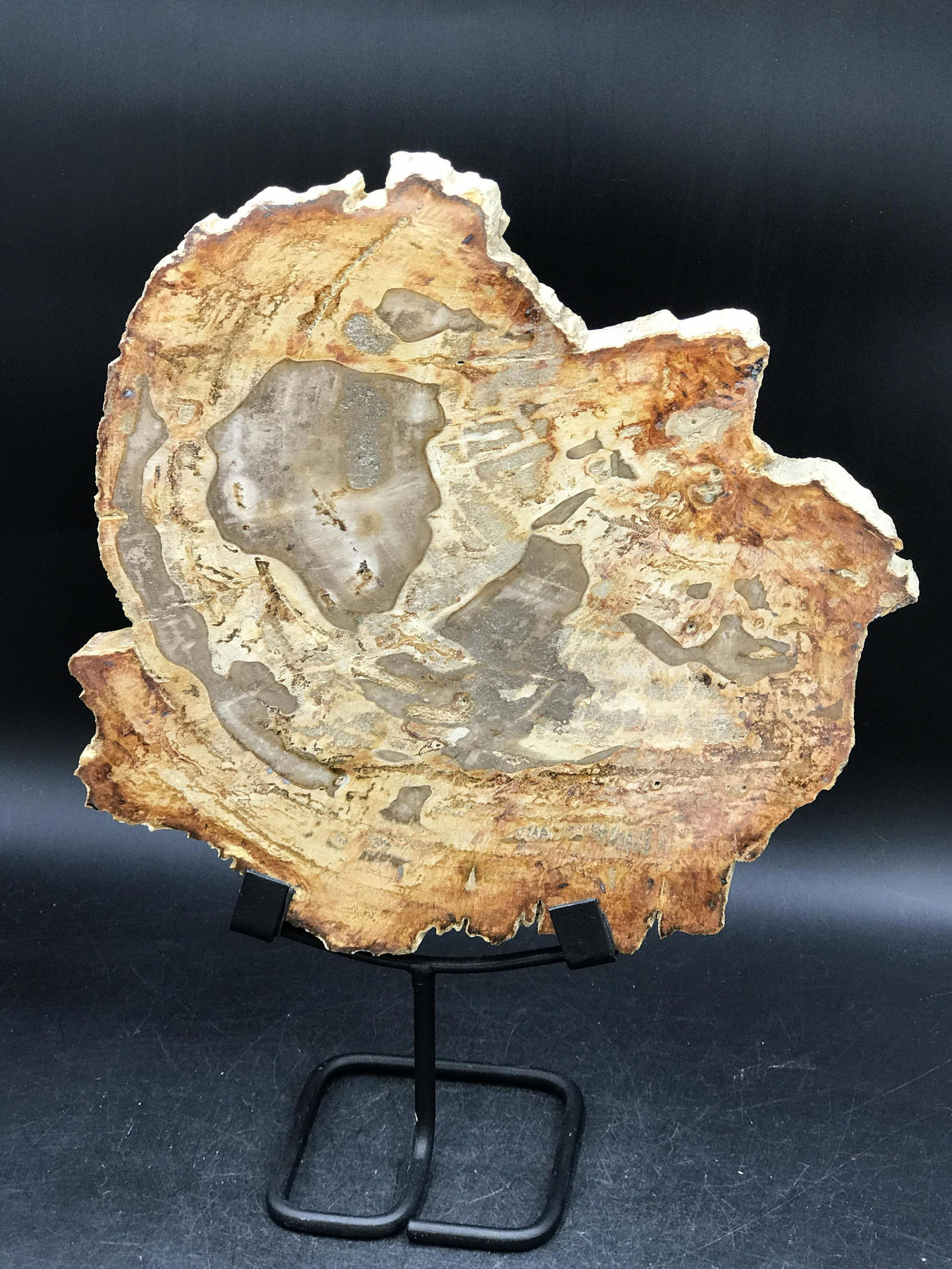 Petrified Wood, Fossil, Rock, Natural, Decor,: Petrified Wood on Metal Stand Indonesia 5 M.Y.O.