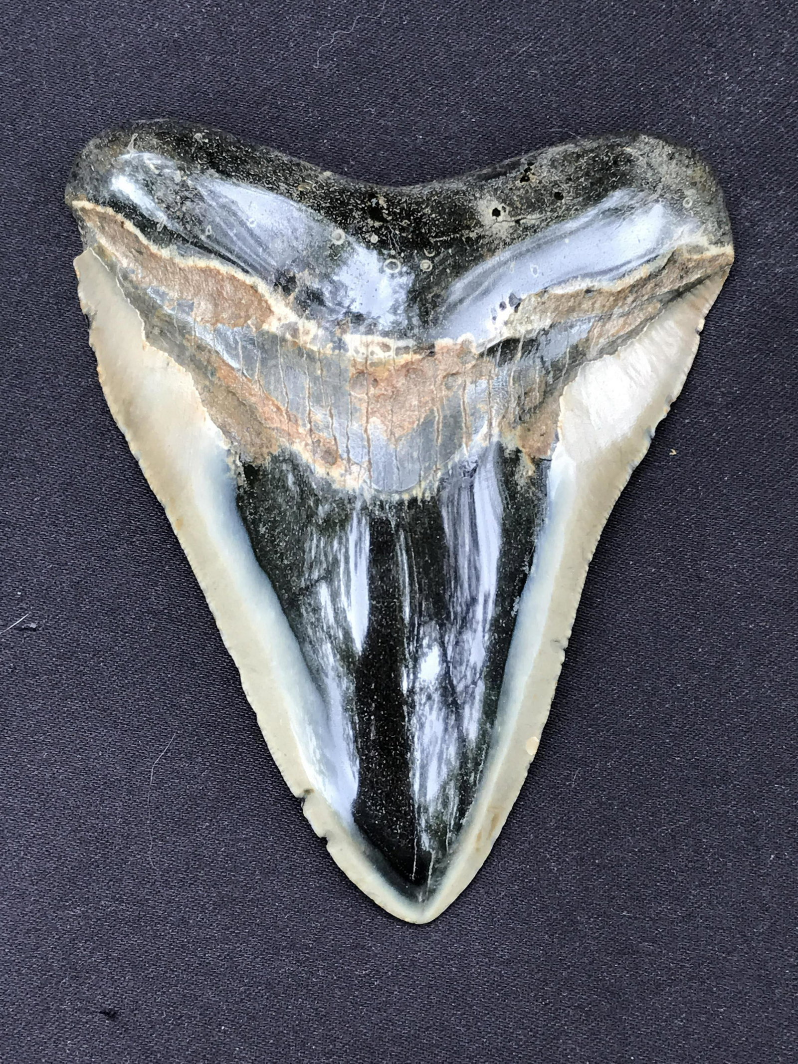Shark, Fossil, Natural, Collectible, Specimen, Tooth,: Polished Fossil Shark Tooth Otodus Megalodon Miocene 10 M.Y.O. South Carolina 4.94"