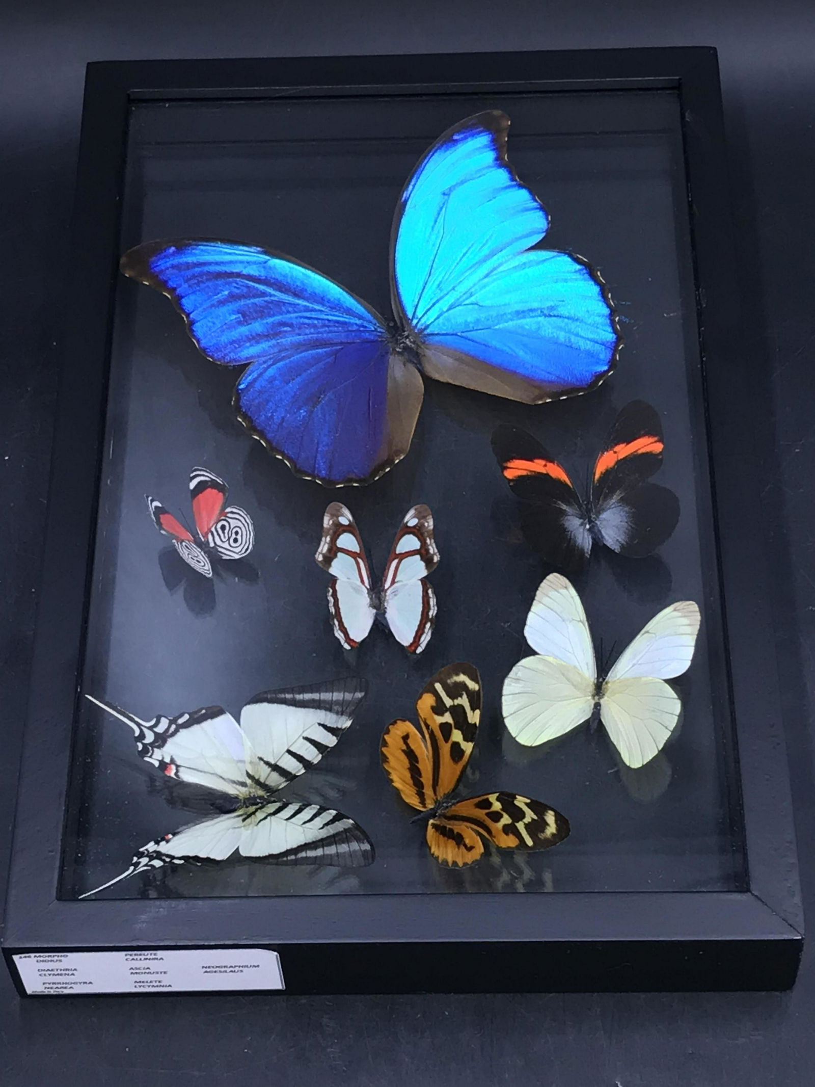 Butterfly, Natural, Decor, Collectible, Insect (1 of 5)