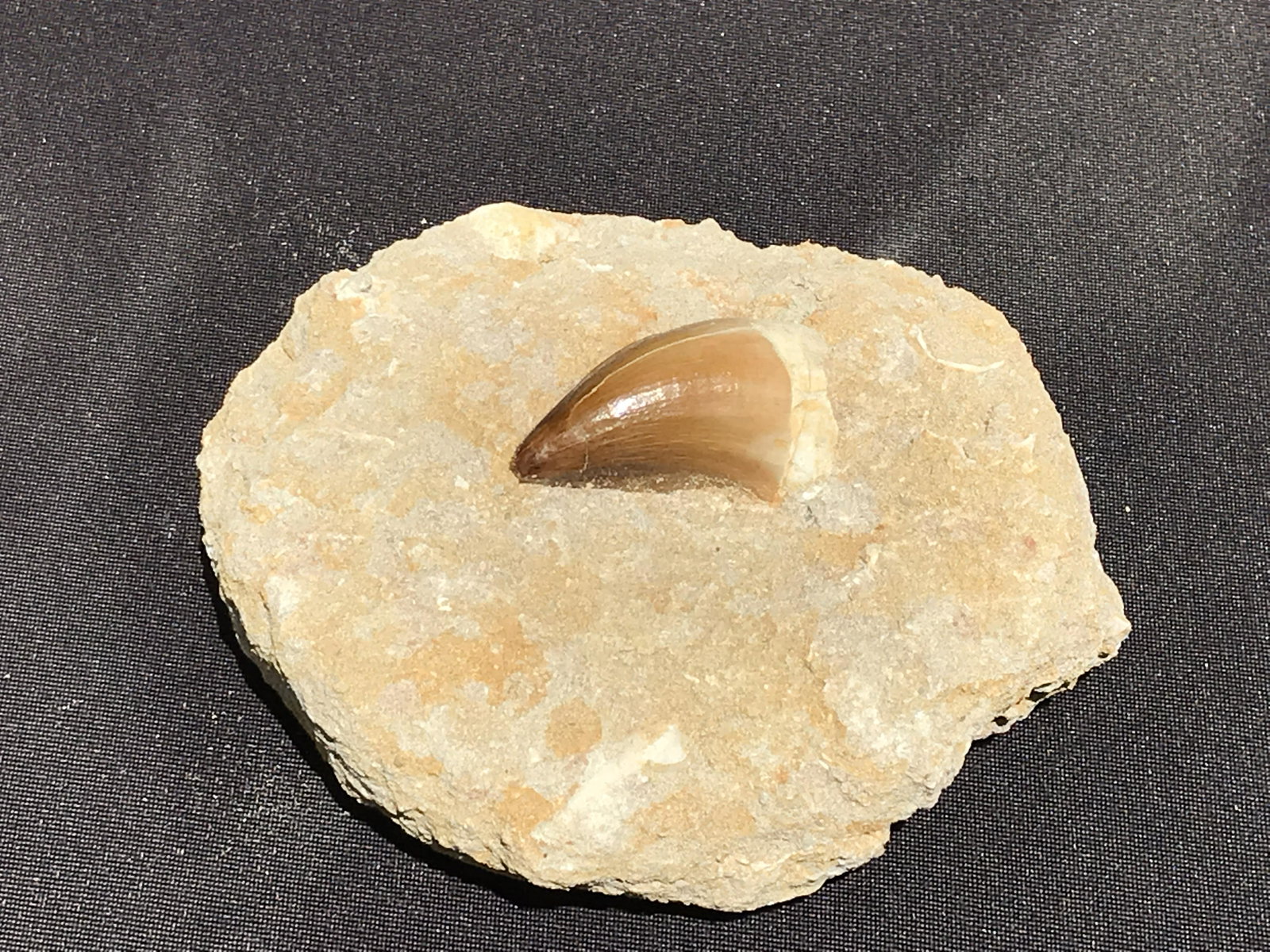 Dinosaur, Fossil, Natural, Collectible, Specimen, Tooth: Mosasaur Tooth in Matrix Morocco