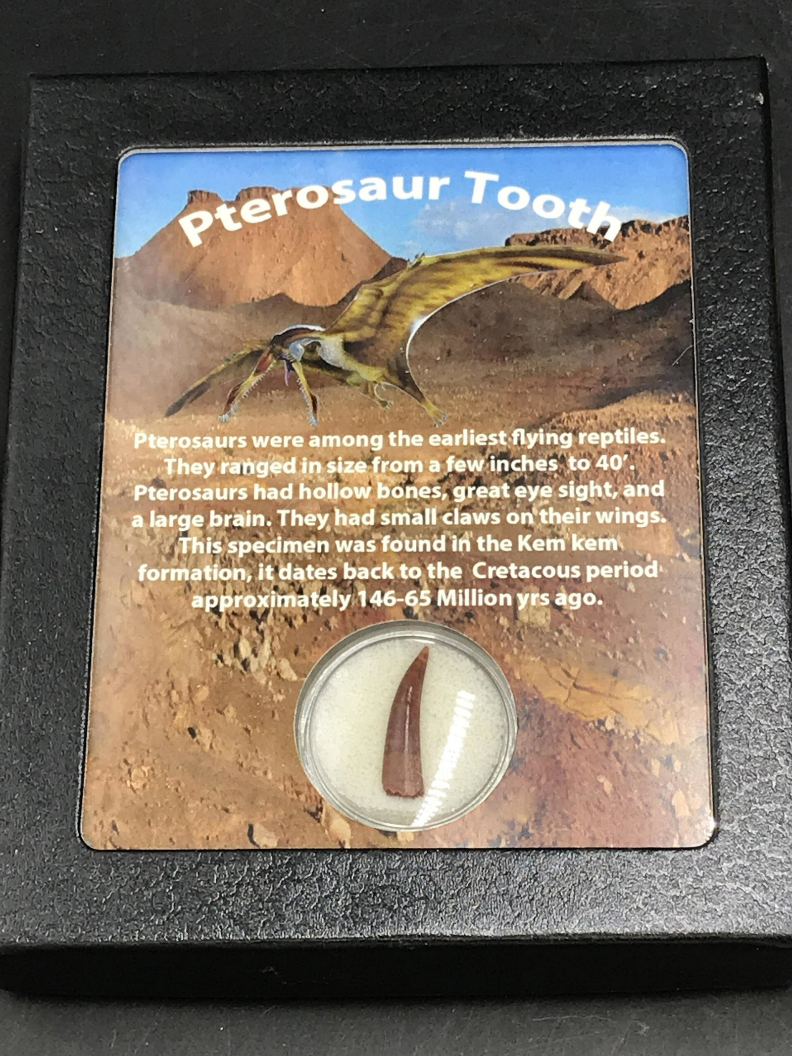Dinosaur, Fossil, Natural, Collectible, Specimen, Tooth: Fossil Dinosaur Tooth Pterosaur