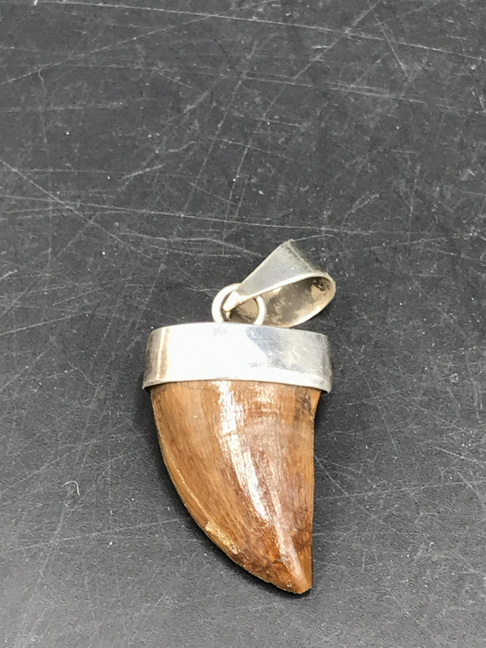 Dinosaur, Fossil, Natural, Collectible, Specimen, Tooth: Fossil Dinosaur Tooth Mososaur Sterling Silver Pendant