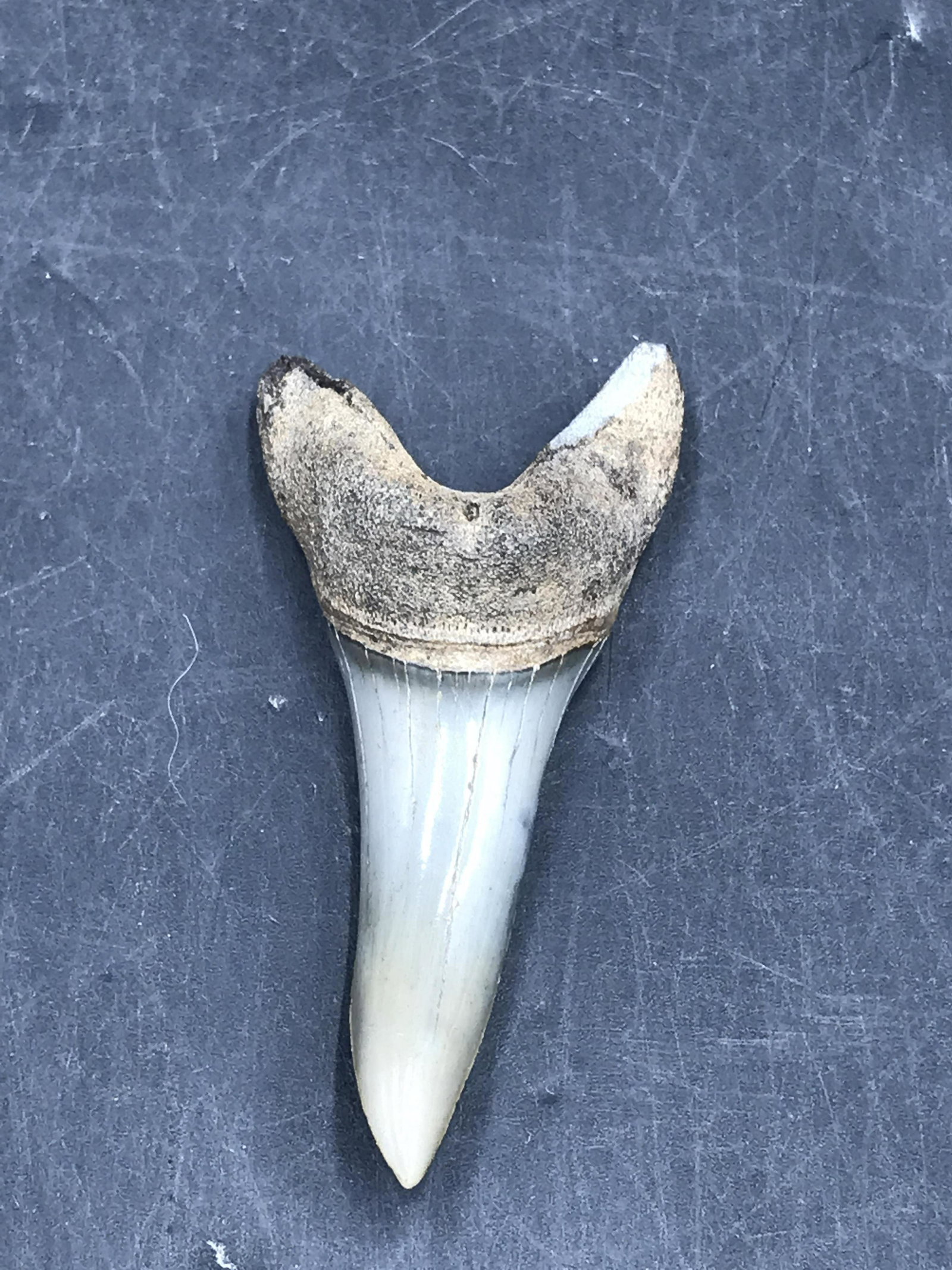 Shark, Fossil, Natural, Collectible, Specimen, Tooth: Fossil Shark Tooth Isurus Destori Mako South Carolina
