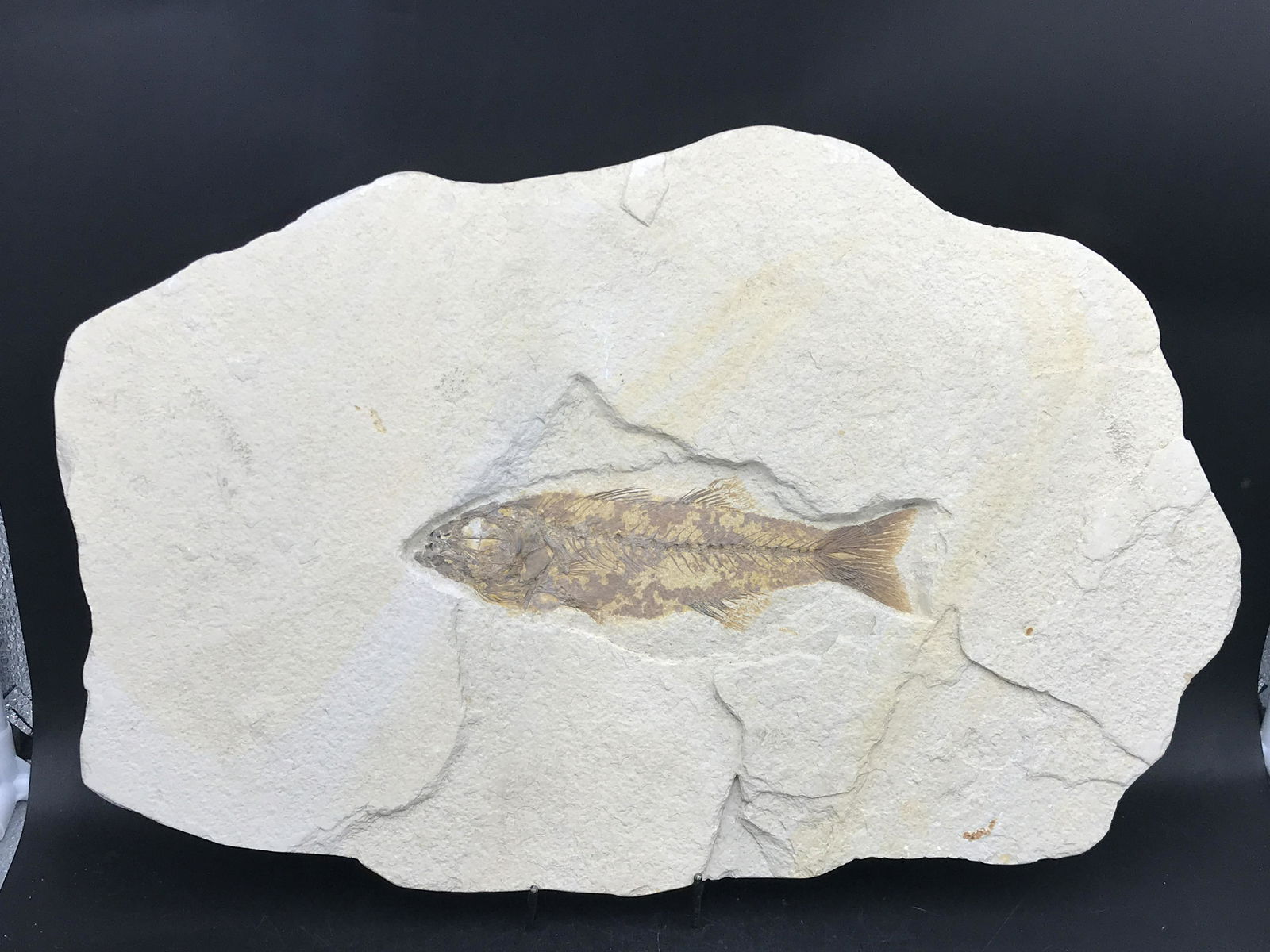 Fish, Fossil, Rock, Natural, Decor, Collectible, (1 of 4)