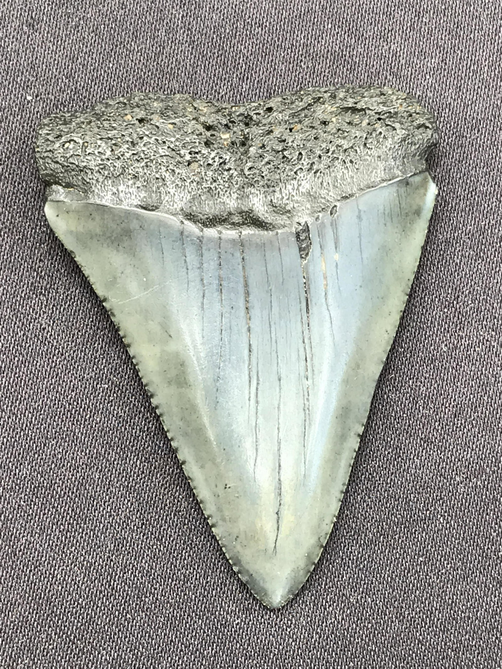 Shark, Fossil, Natural, Collectible, Specimen, Tooth: Fossil Shark Tooth Carcharocles Great White Shark Miocene S. Carolina