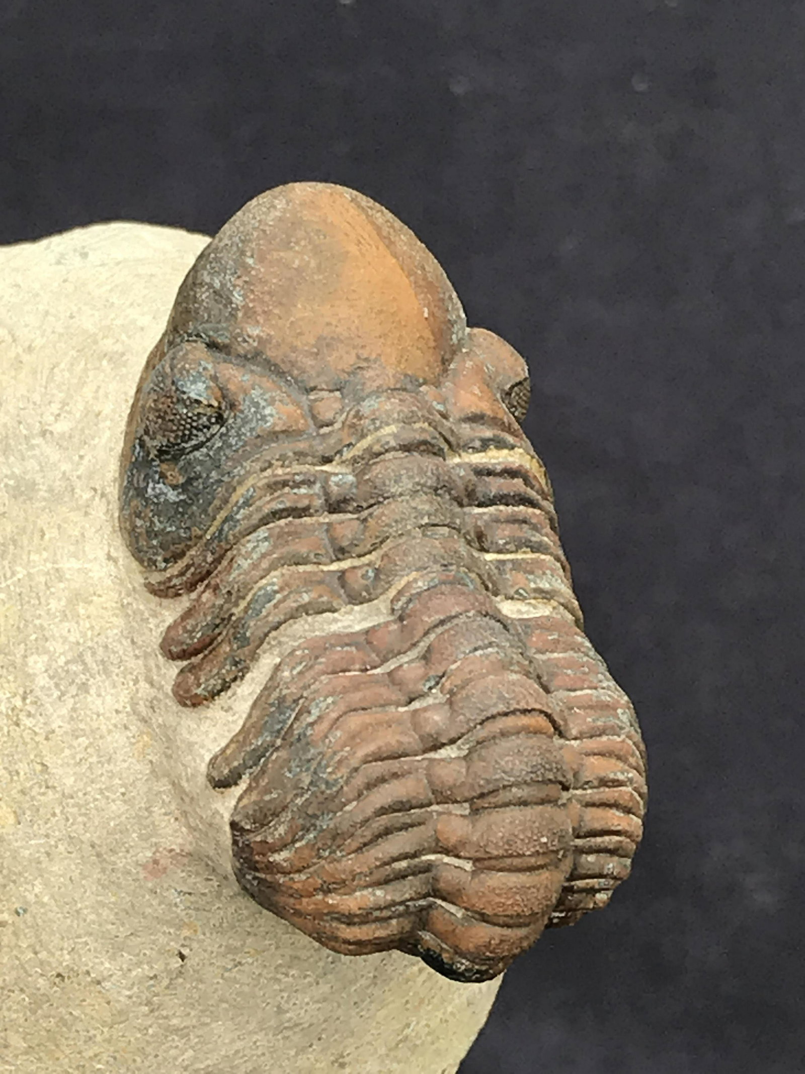 Trilobite, Fossil, Rock, Natural, Collectible, Specimen: Fossil Trilobite Reedops Devonian Morocco 8oz
