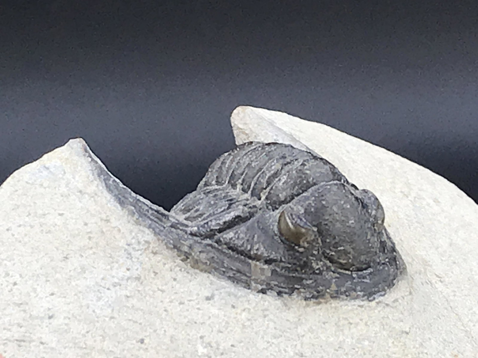 Trilobite, Fossil, Rock, Natural, Collectible, Specimen: Natural Fossil Trilobite Cornuproteous Devonian ~ Morocco 4oz