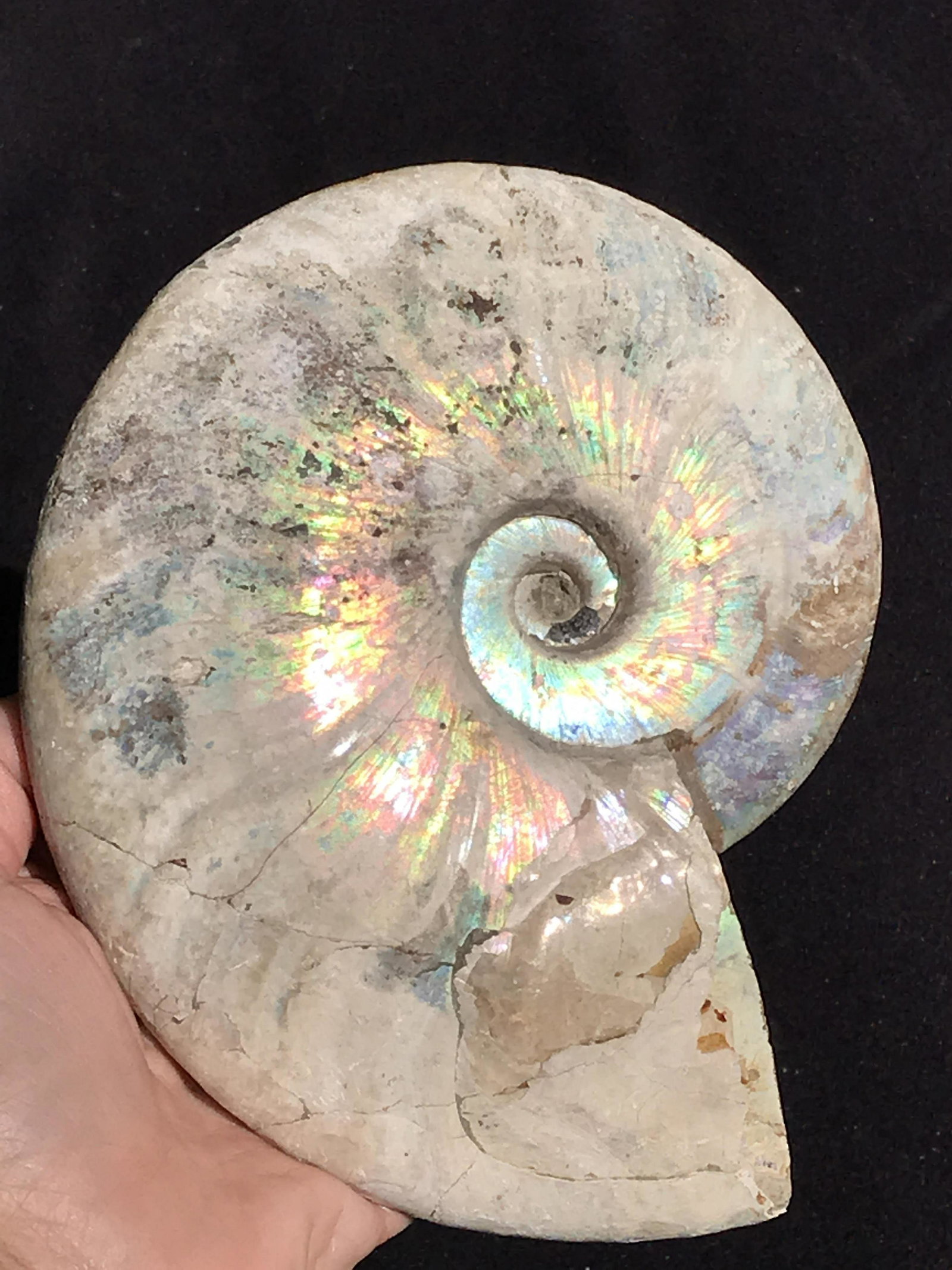Ammonite, Fossil, Rock, Natural, Collectible, Specimen: Ammonite Madagascar