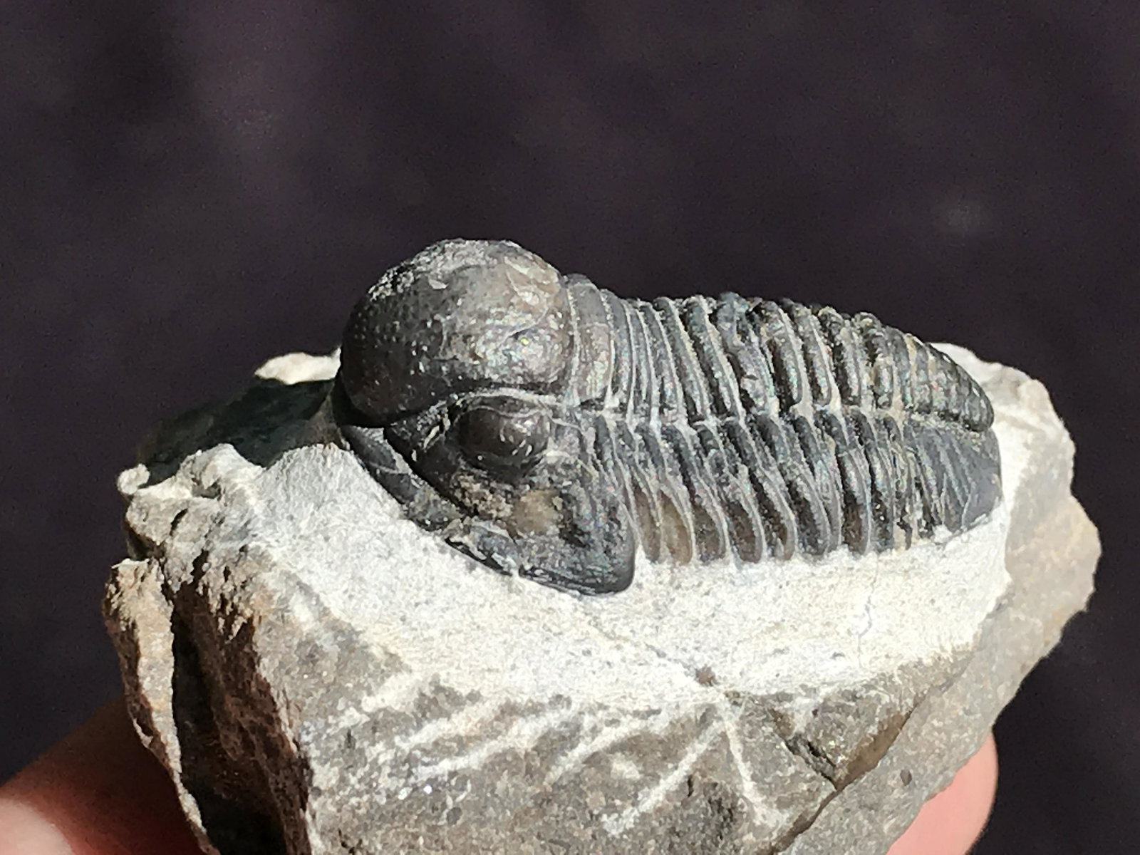 Trilobite, Fossil, Rock, Natural, Collectible, Specimen: Fossil Trilobite Gerastos Devonian ~ Morocco