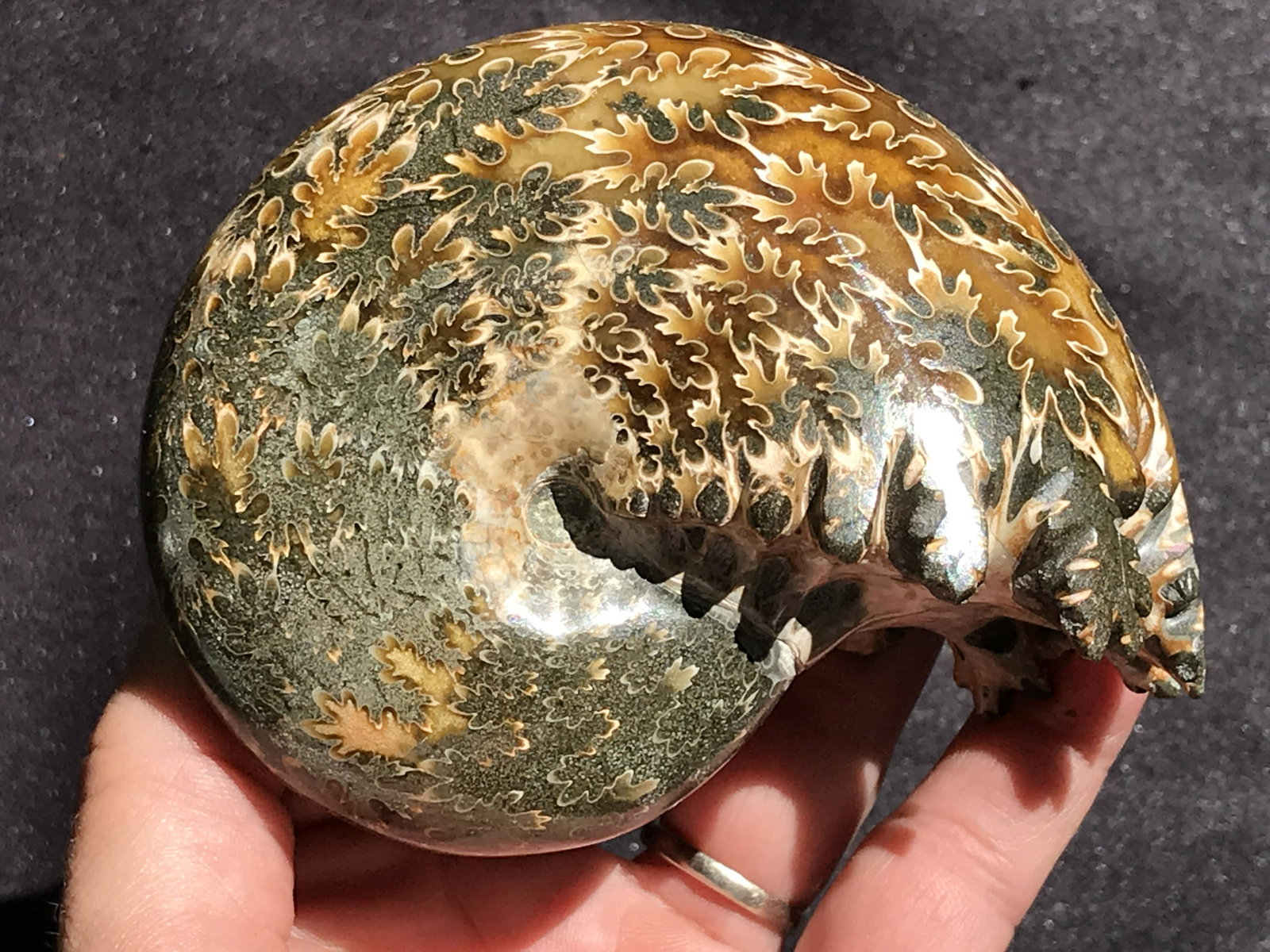 Ammonite, Fossil, Rock, Natural, Collectible, Specimen: Fossil Ammonite Cretaceous Tulles, Madagascar