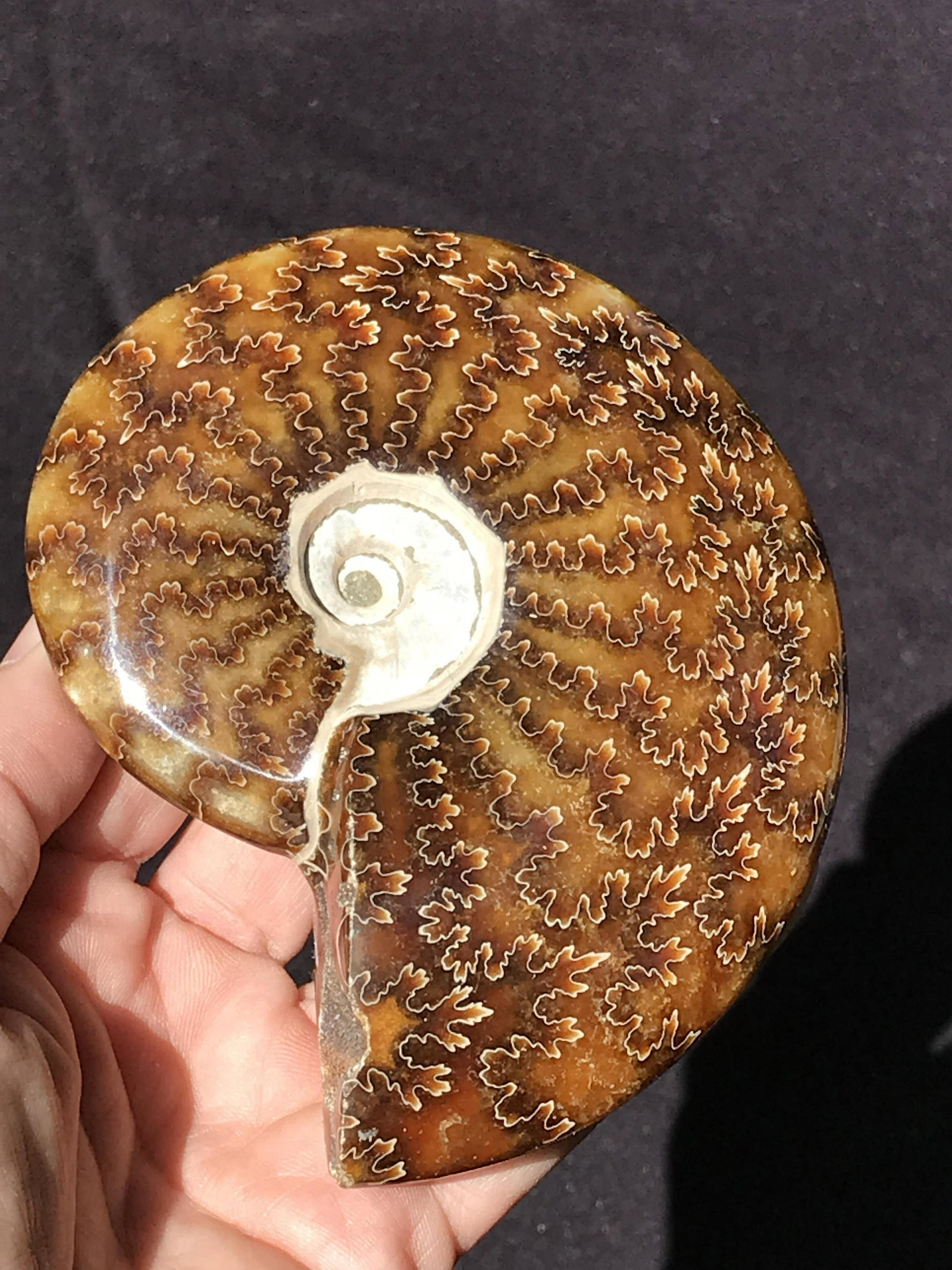Ammonite, Fossil, Rock, Natural, Collectible, Specimen: Ammonite Madagascar