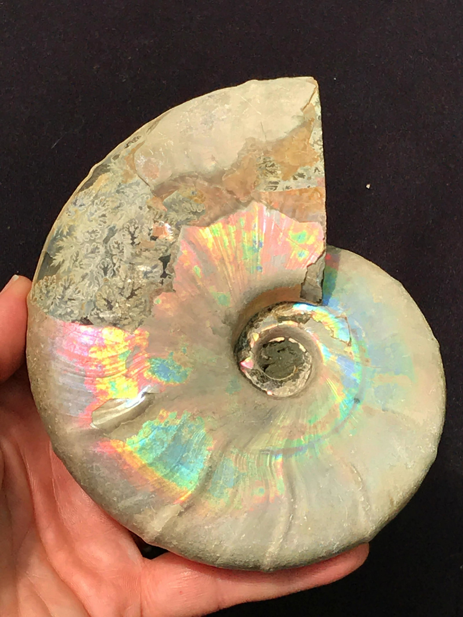 Ammonite, Fossil, Rock, Natural, Collectible, Specimen: Ammonite, Fossil, Rock, Natural, Collectible, Specimen
