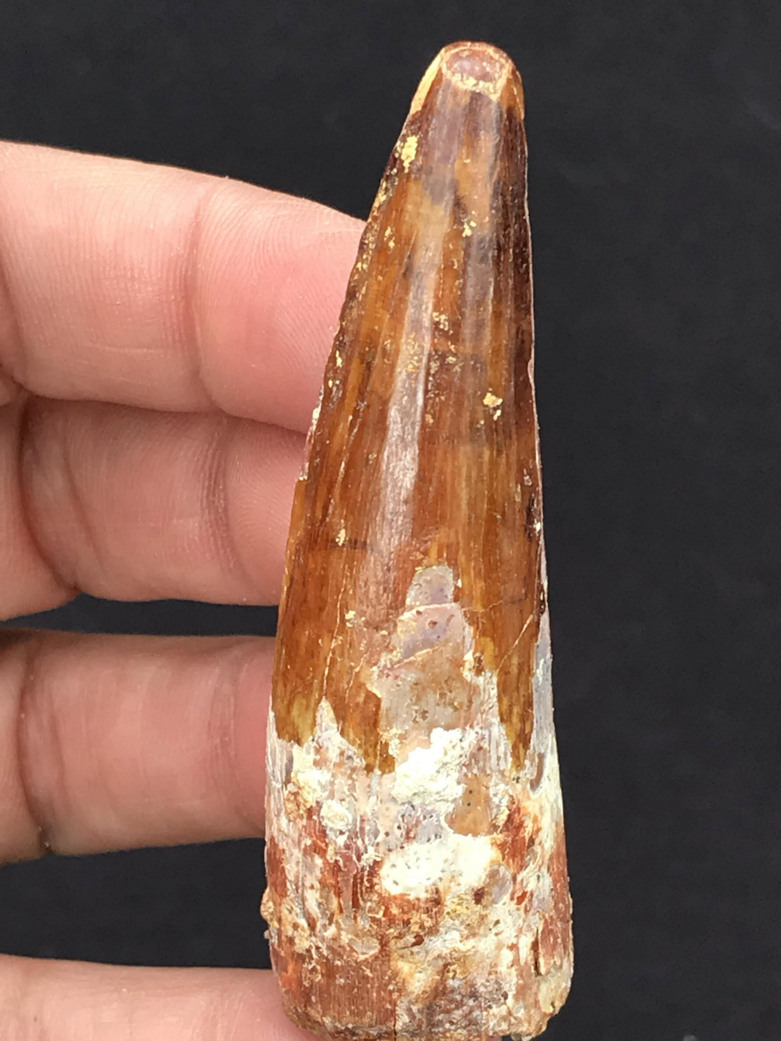Dinosaur, Fossil, Natural, Collectible, Specimen, Tooth: Dinosaur, Fossil, Natural, Collectible, Specimen, Tooth