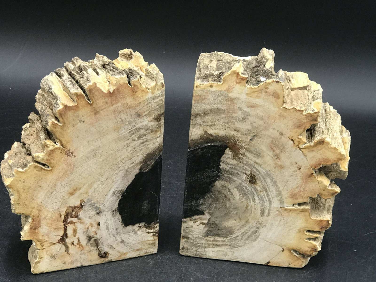 Petrified Wood, Fossil, Rock, Natural, Decor,: Petrified Wood, Fossil, Rock, Natural, Decor, Collectible, Book end