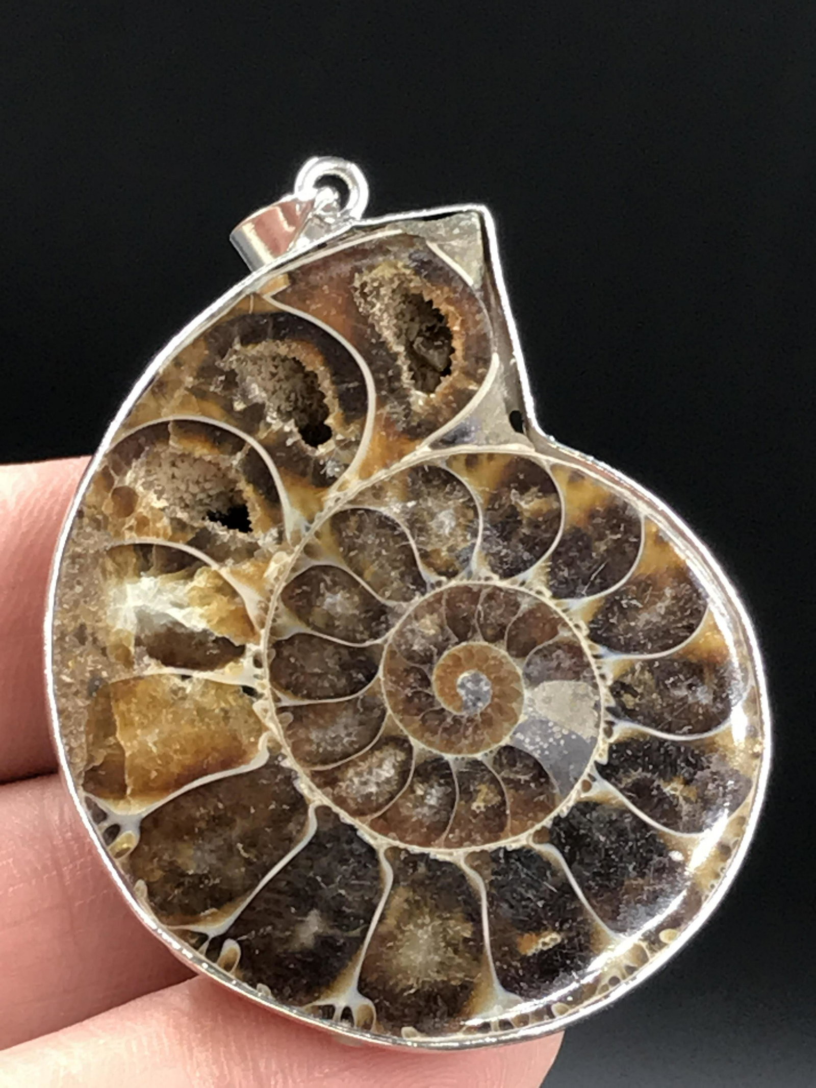 Ammonite, Fossil, Rock, Natural, Collectible, Specimen: Ammonite, Fossil, Rock, Natural, Collectible, Specimen