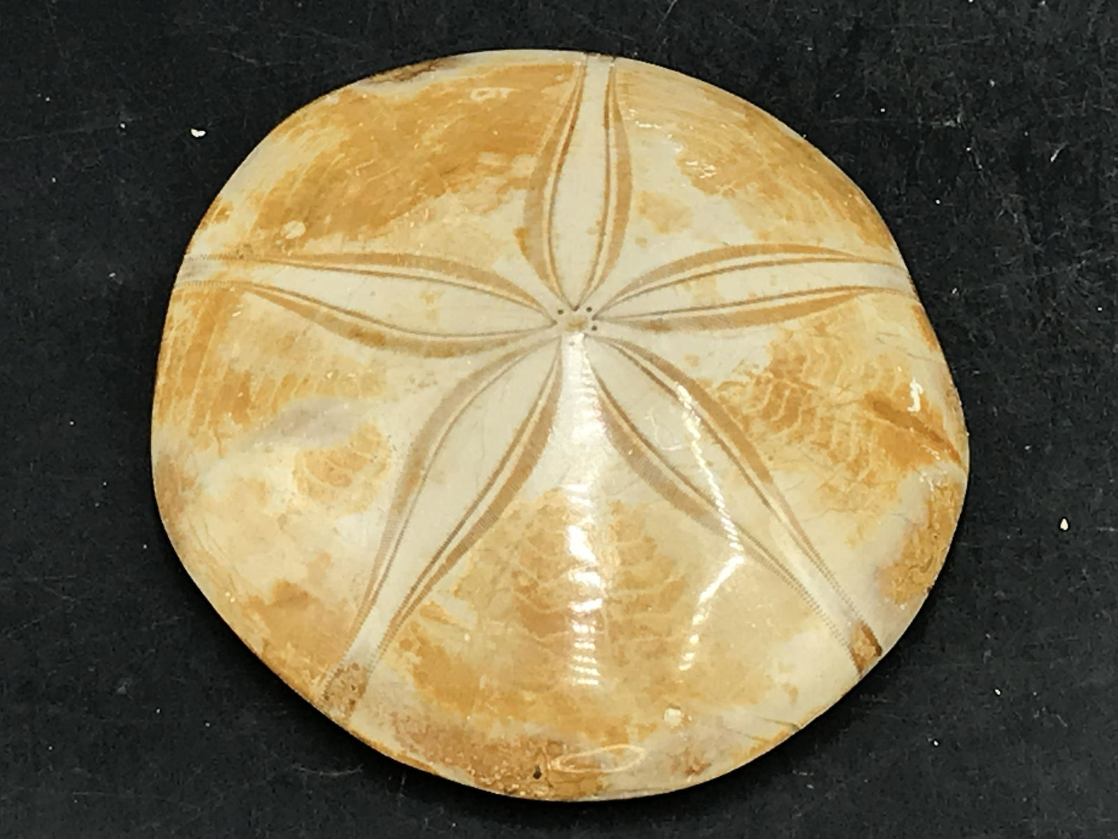 Sand dollar, Fossil, Natural, Collectible, Specimen, (1 of 4)