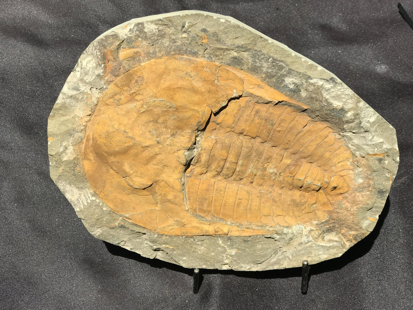 Trilobite, Fossil, Rock, Natural, Collectible, Specimen: Trilobite, Fossil, Rock, Natural, Collectible, Specimen