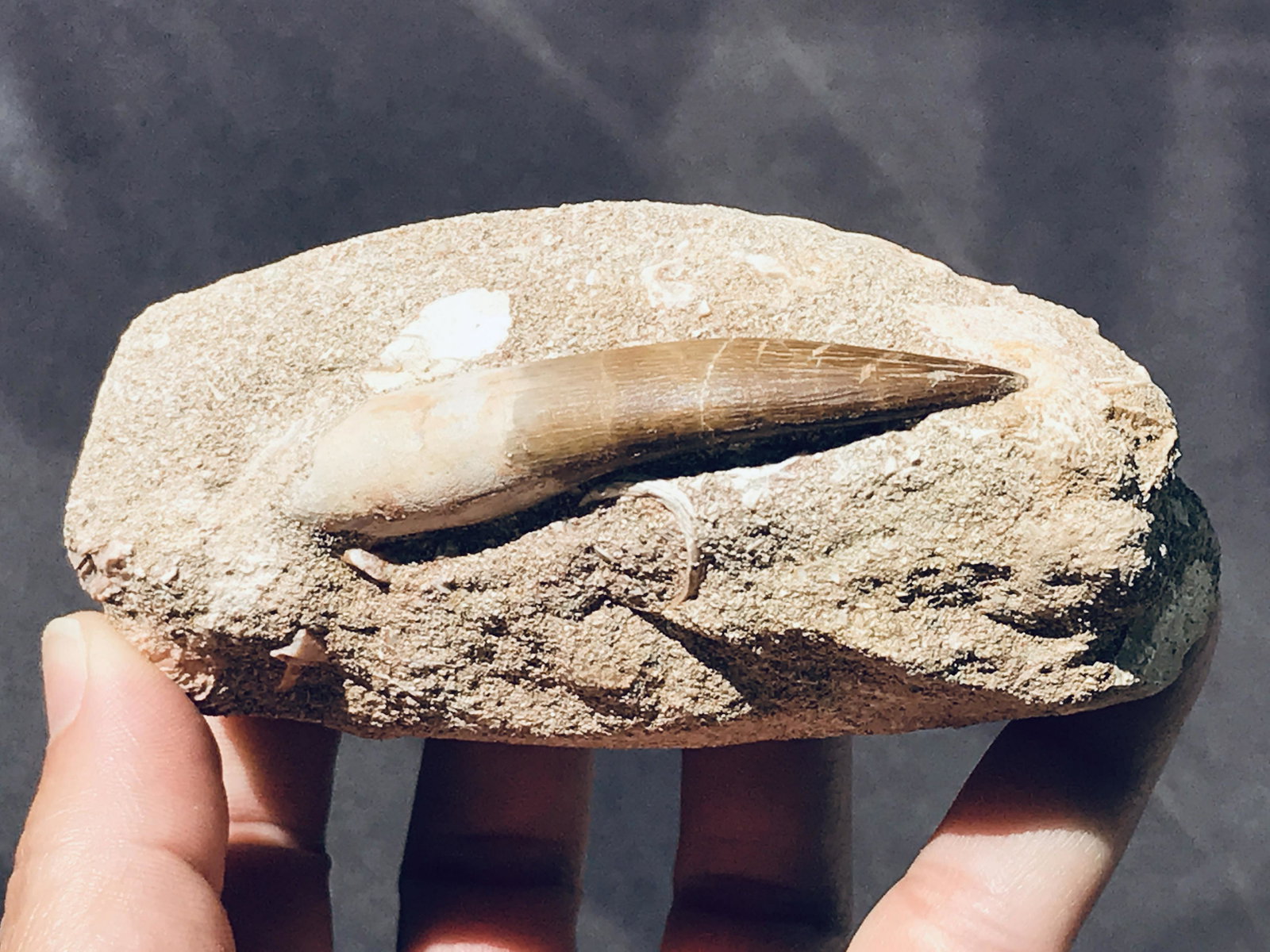 Dinosaur, Fossil, Natural, Collectible, Specimen, Tooth: Dinosaur, Fossil, Natural, Collectible, Specimen, Tooth