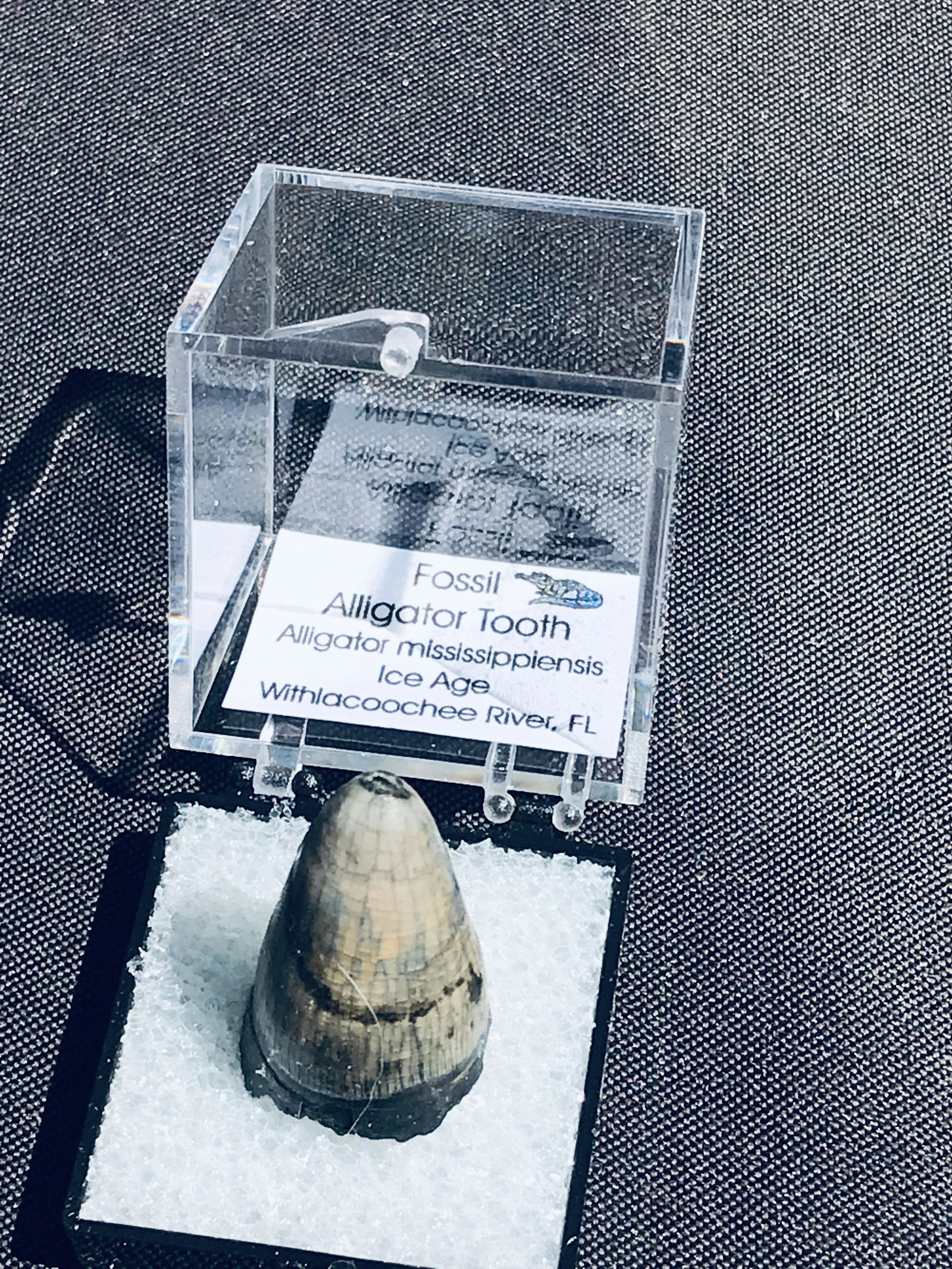 Fossil, Natural, Collectible, Specimen, Tooth: Fossil, Natural, Collectible, Specimen, Tooth