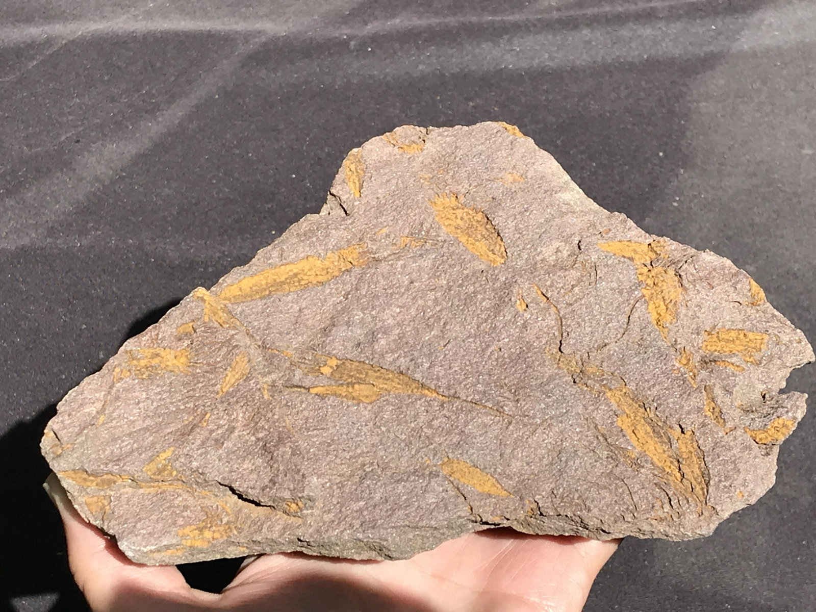 Fossil, Natural, Decor, Collectible, Slab: Fossil, Natural, Decor, Collectible, Slab