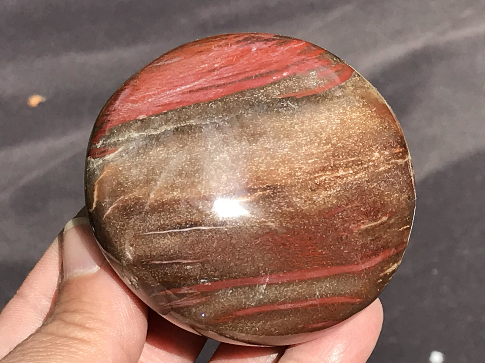 Petrified Wood, Fossil, Rock, Natural, Decor,: Petrified Wood, Fossil, Rock, Natural, Decor, Collectible, Slab