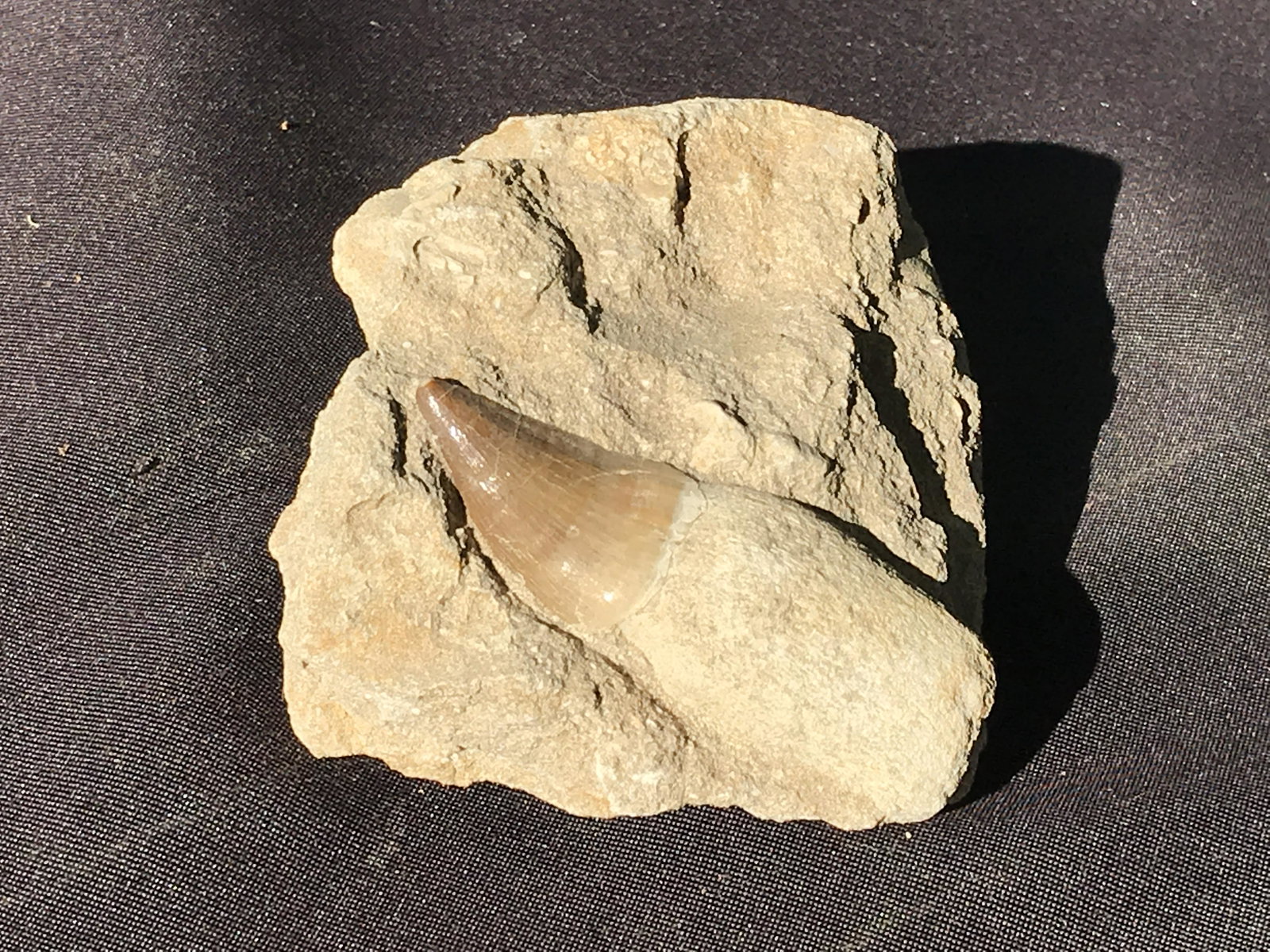 Dinosaur, Fossil, Natural, Collectible, Specimen, Tooth: Dinosaur, Fossil, Natural, Collectible, Specimen, Tooth
